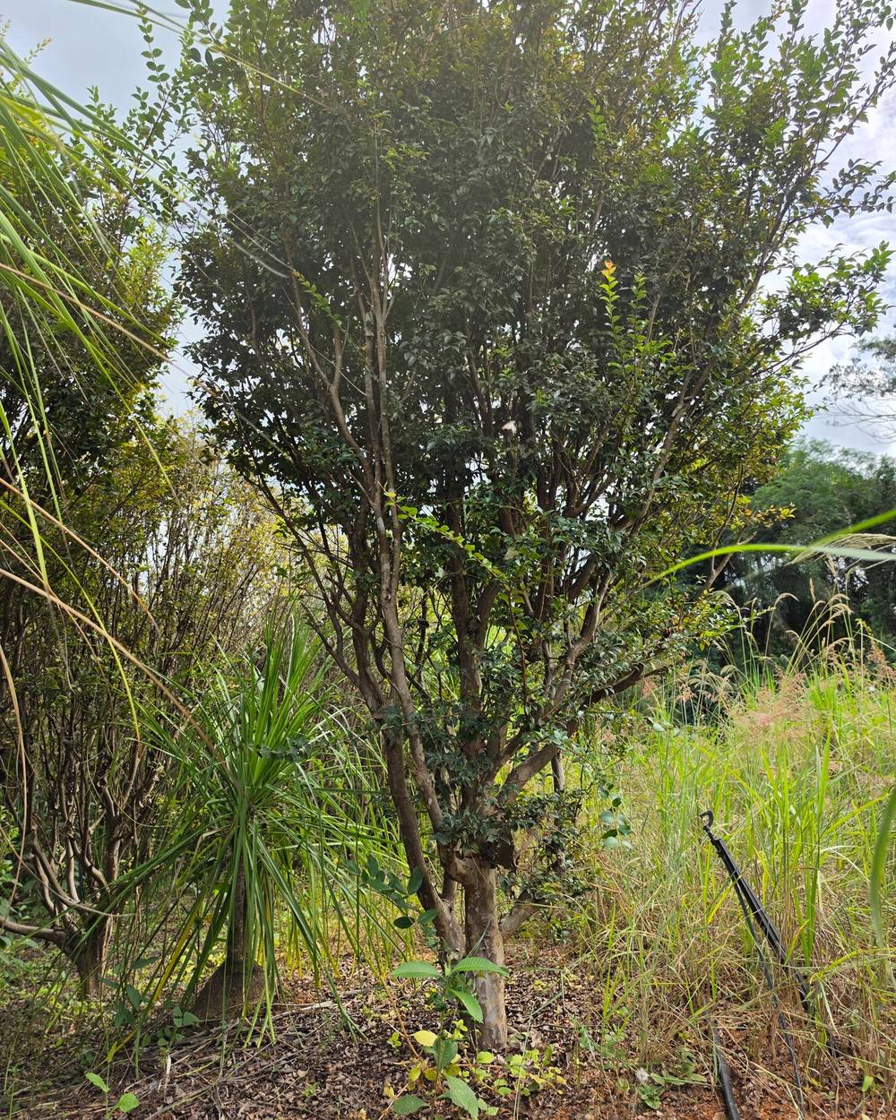 Jabuticabeira