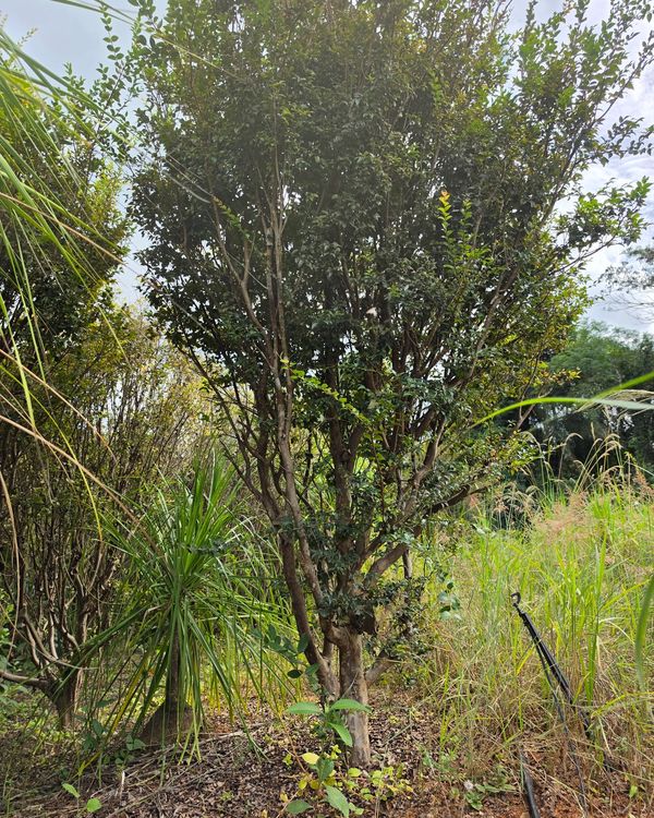 Jabuticabeira