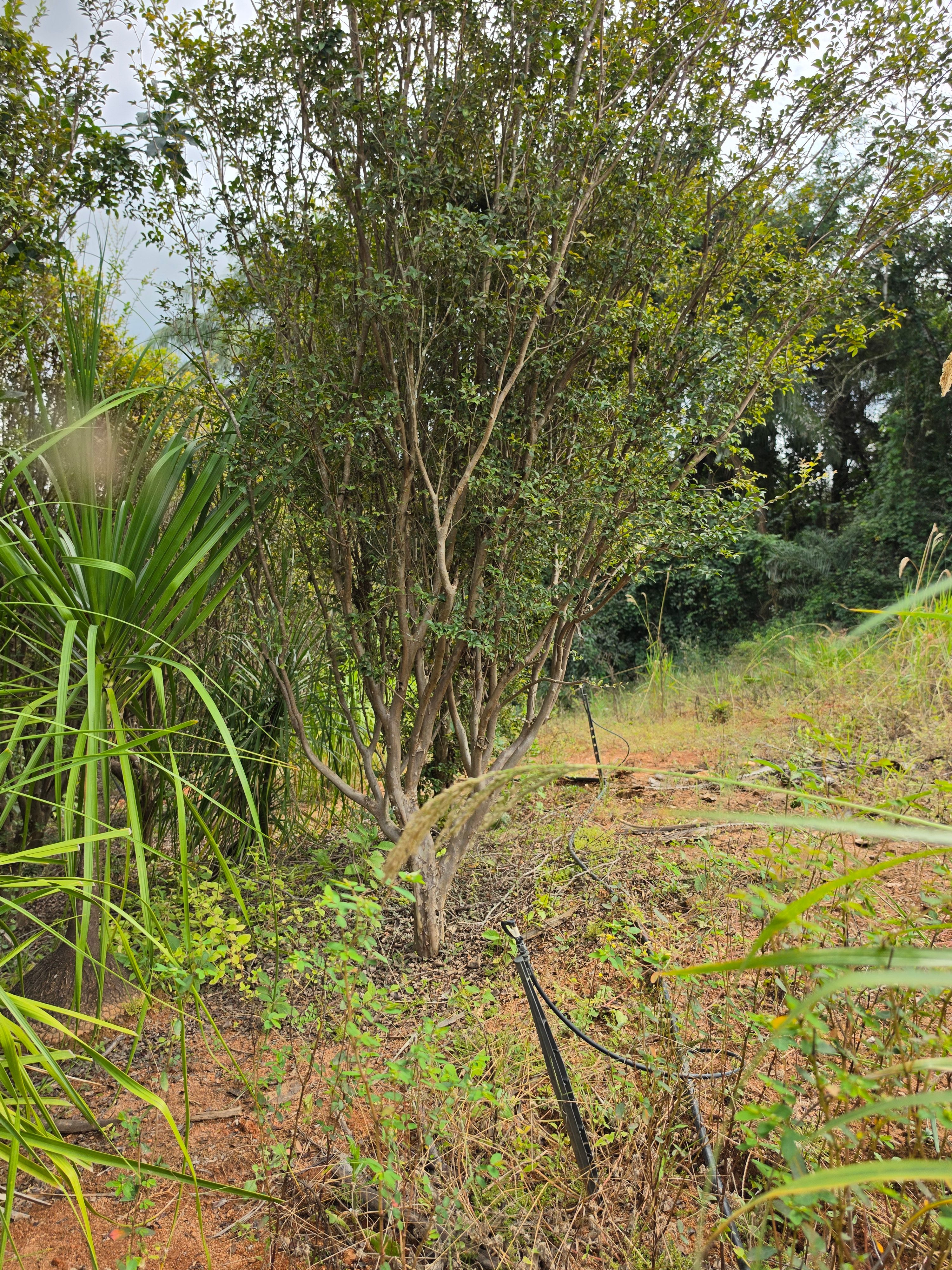 Jabuticabeira lateral