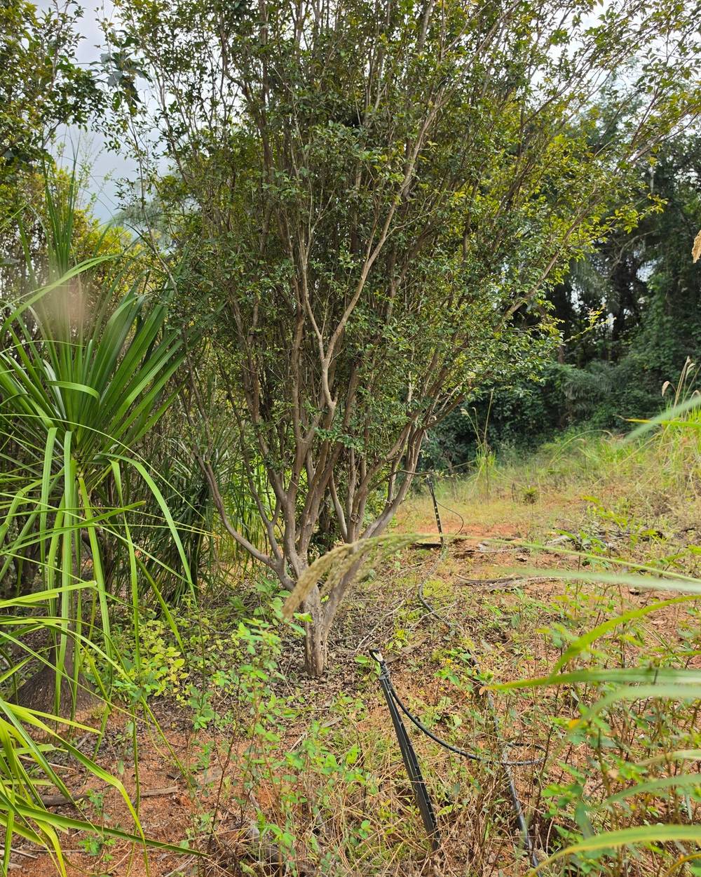 Jabuticabeira lateral