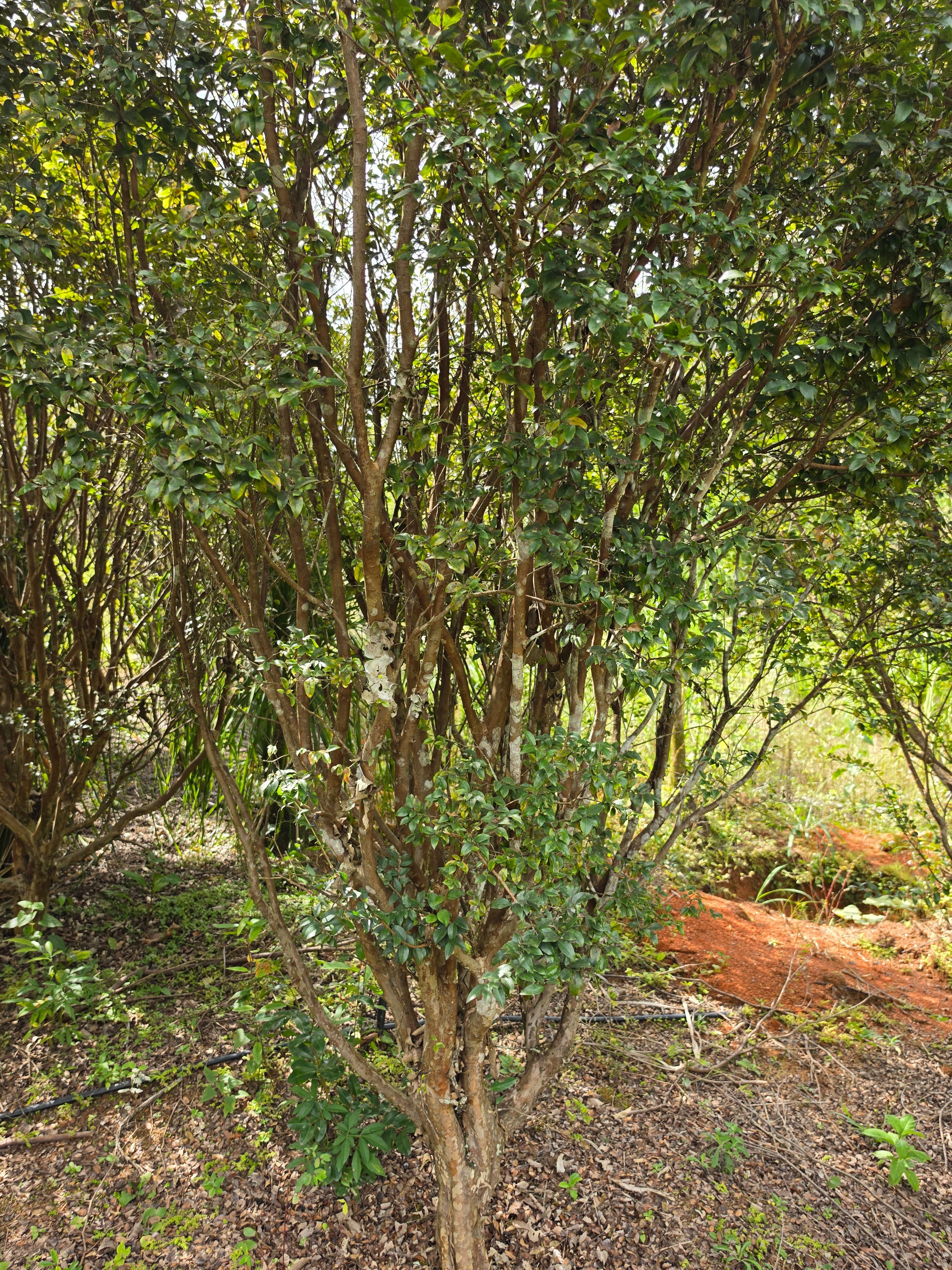 Jabuticabeira Copa