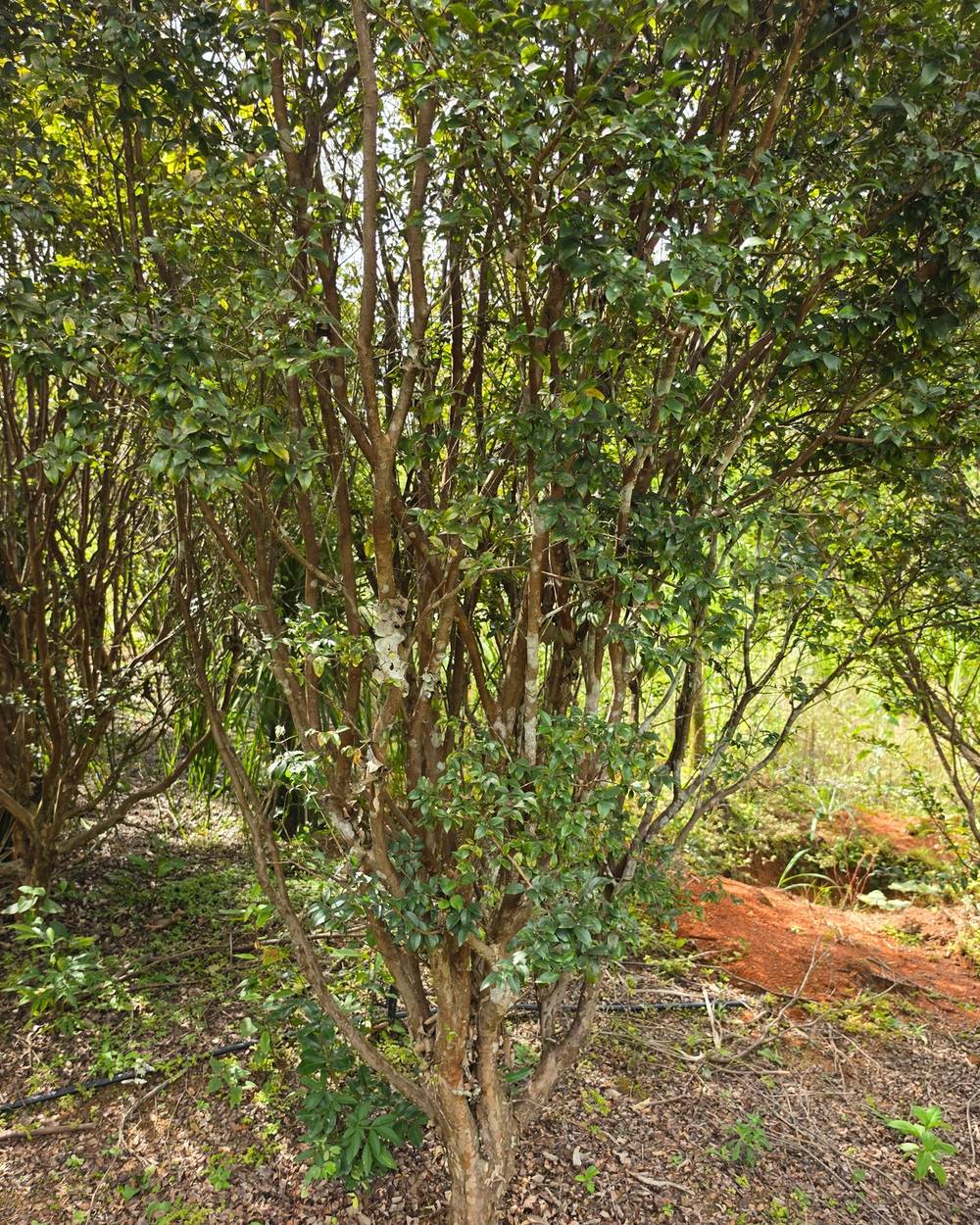 Jabuticabeira Copa