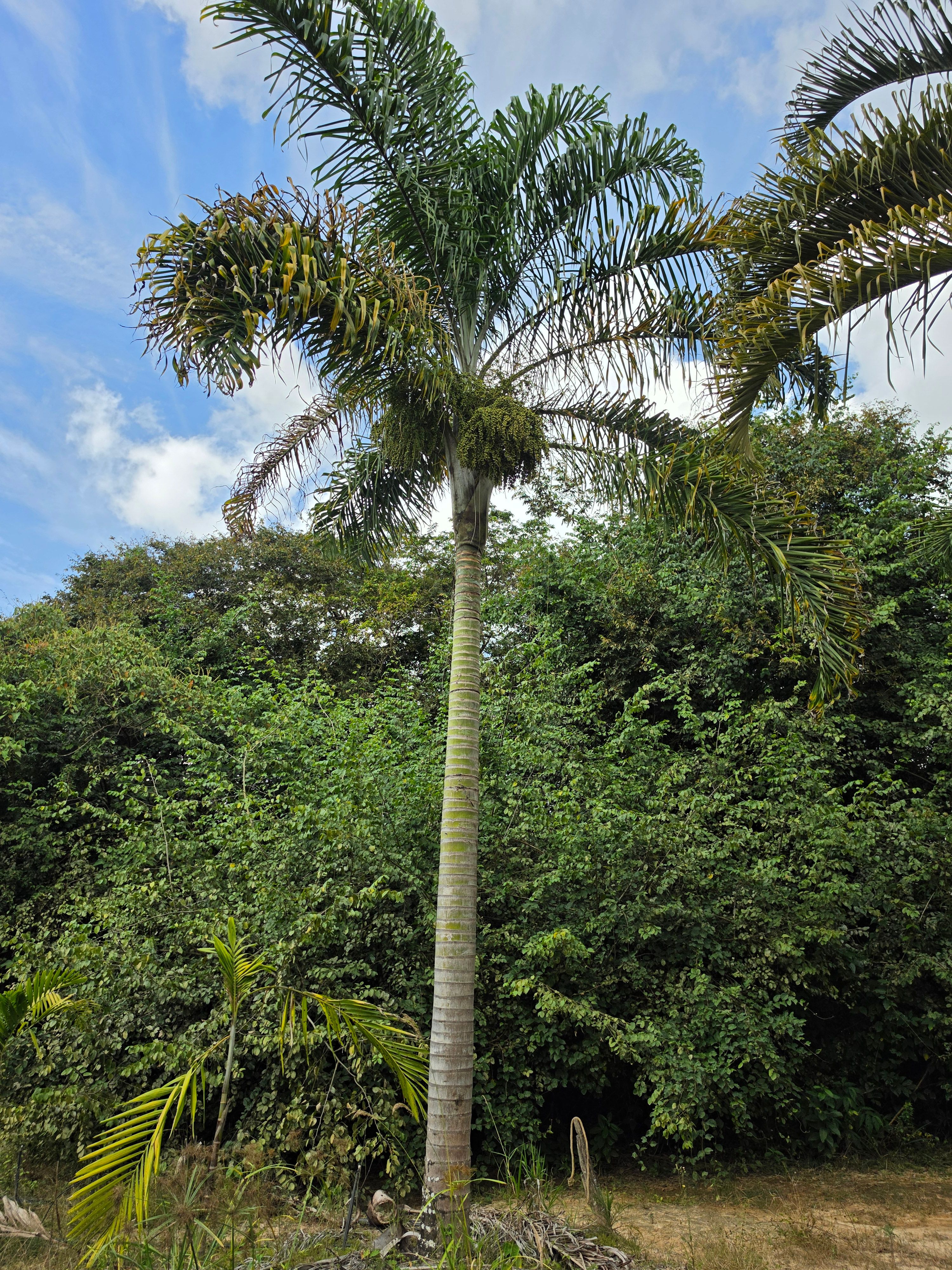 Areca de Locuba