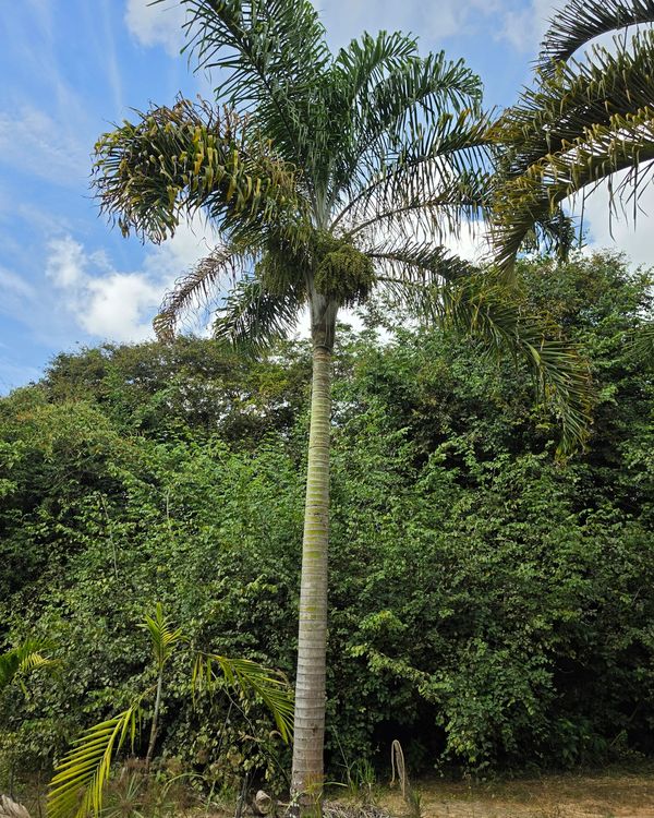 Areca de Locuba