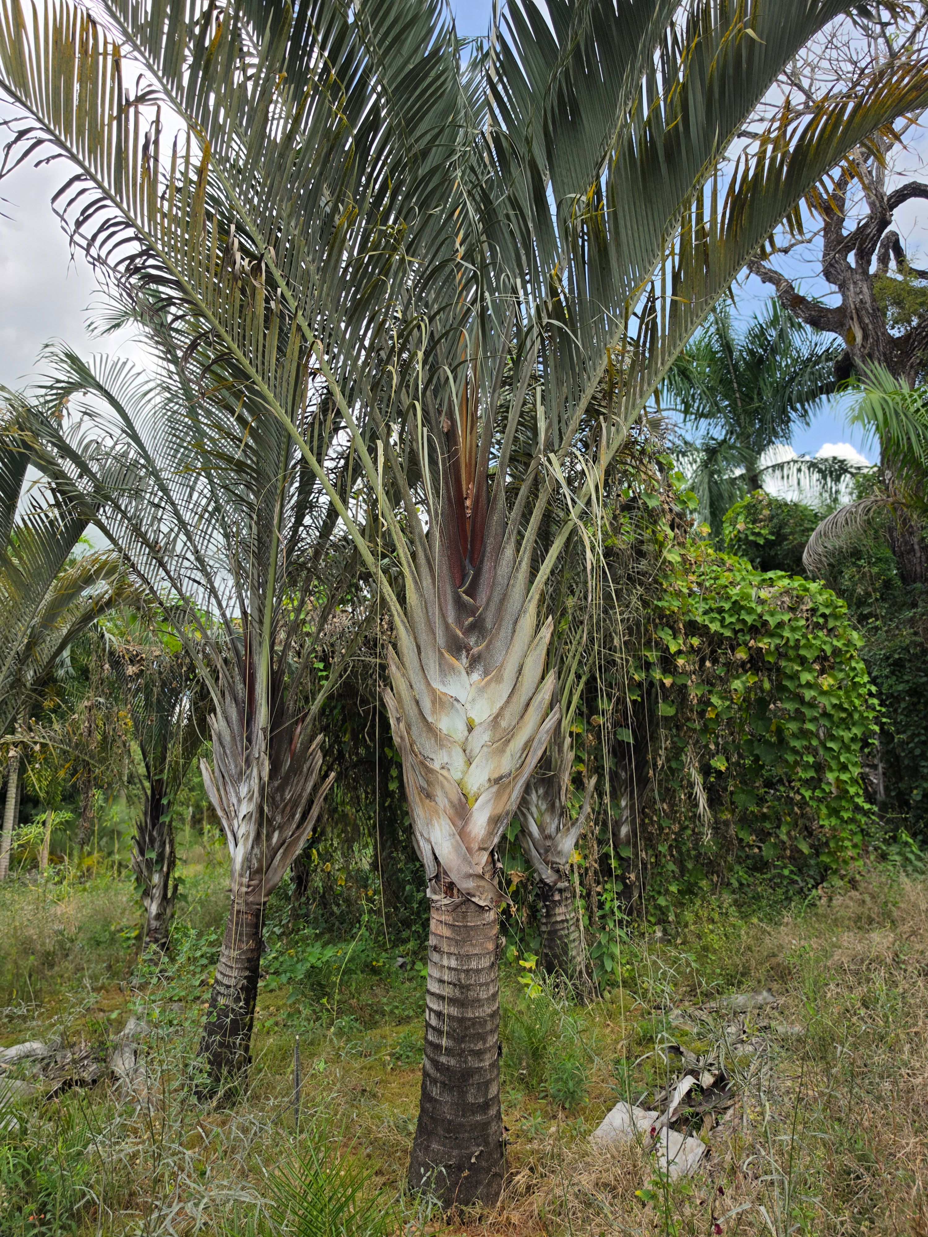 Palmeira Triangular