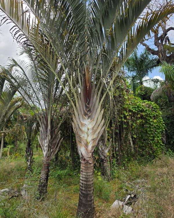 Palmeira Triangular