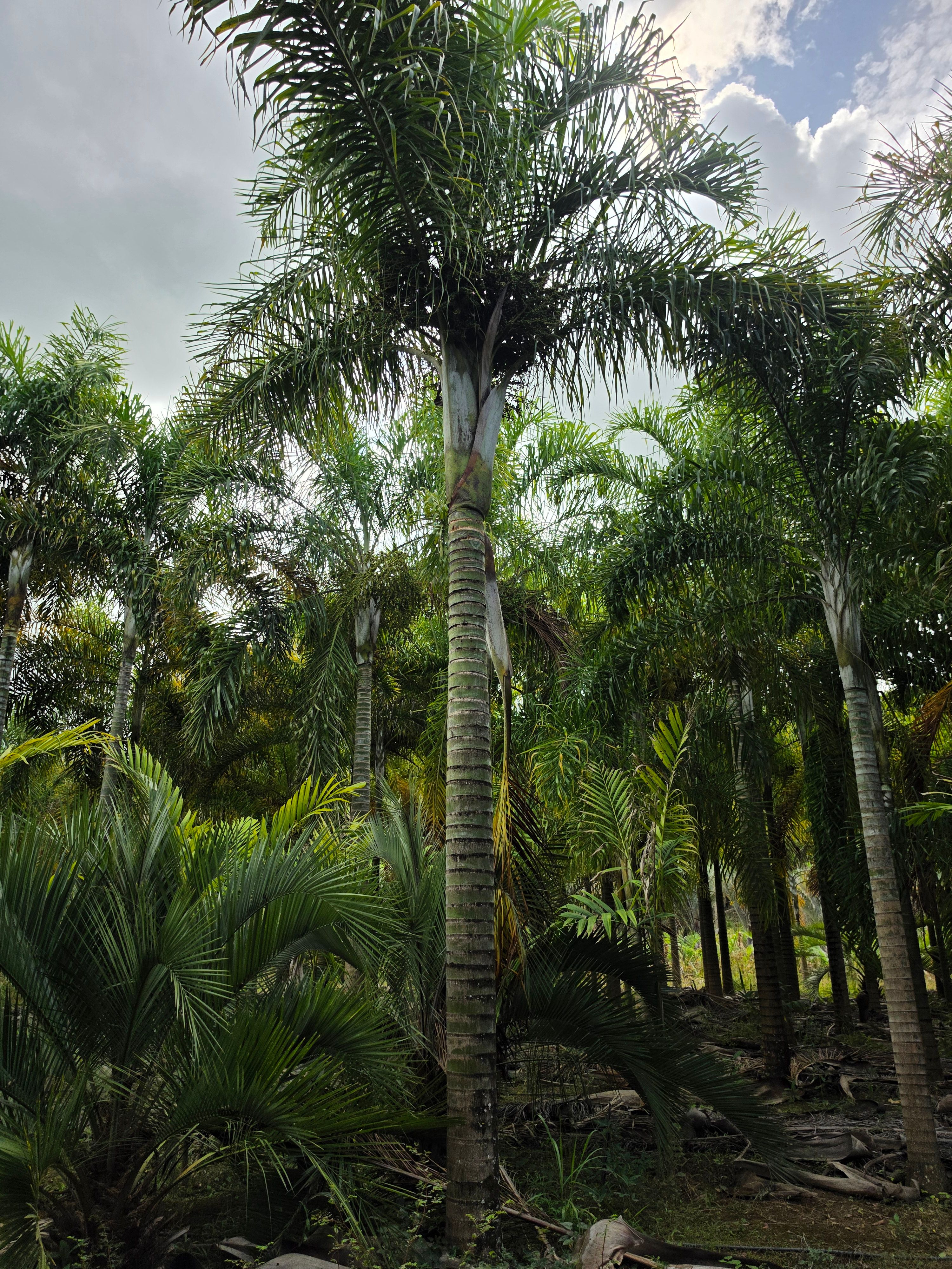 Areca de Locuba Geral