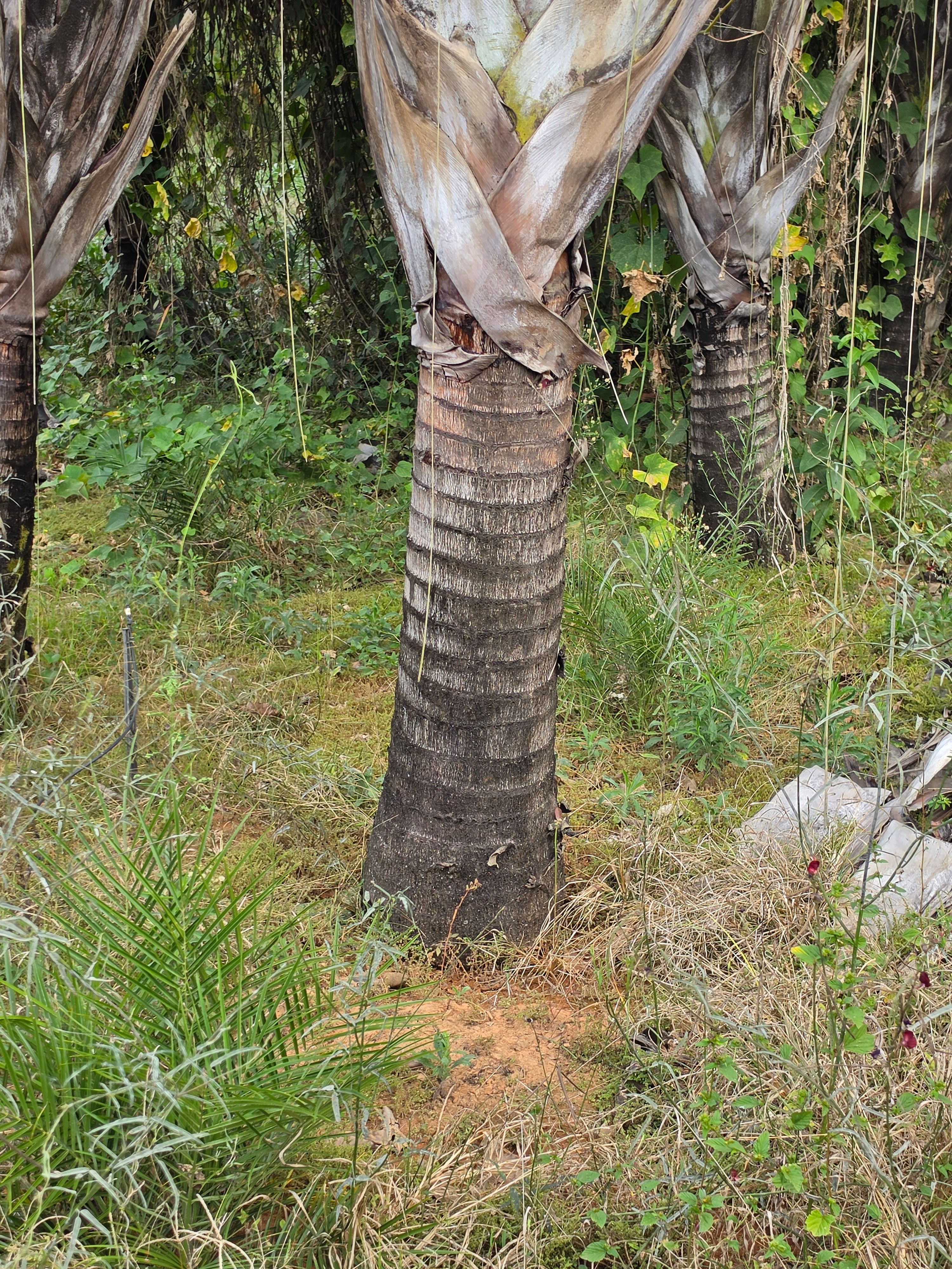 Palmeira Triangular Tronco