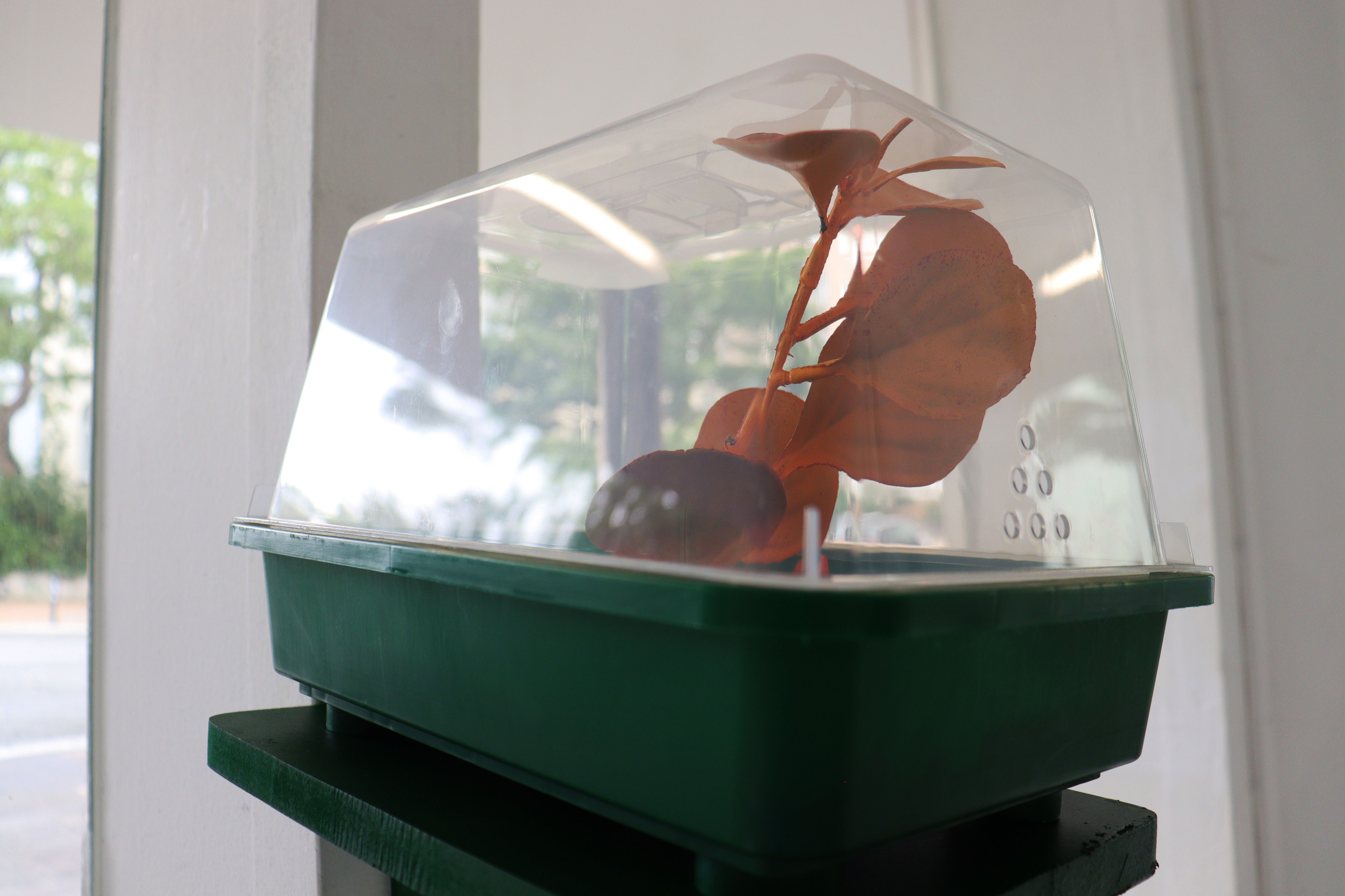 Paola Donato Castillo, Invernadero (greenhouse), 2023, Sound, plastic ground and sound installation, 20 × 15 cm