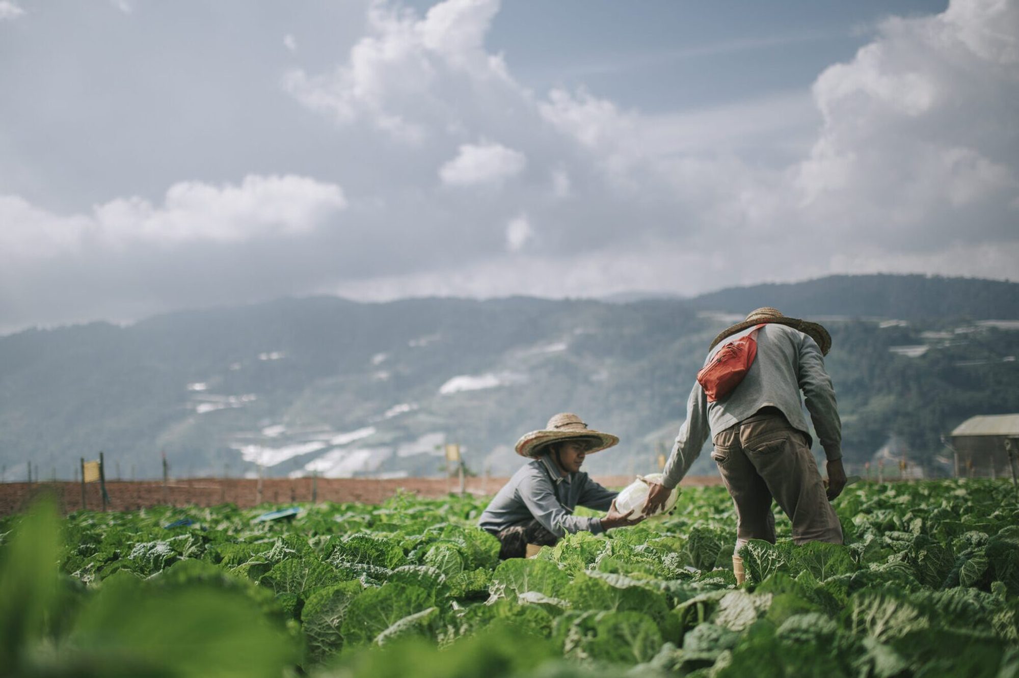 Farm workers passing produce in a mountain field