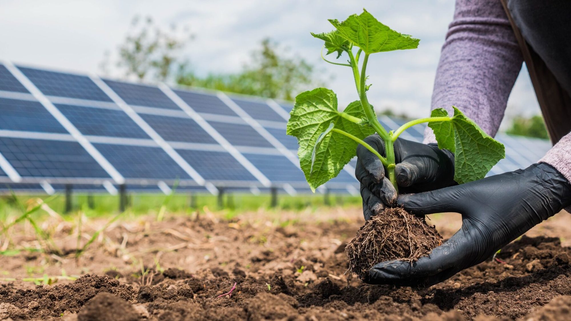 Hands holding a seedling near solar infrastructure