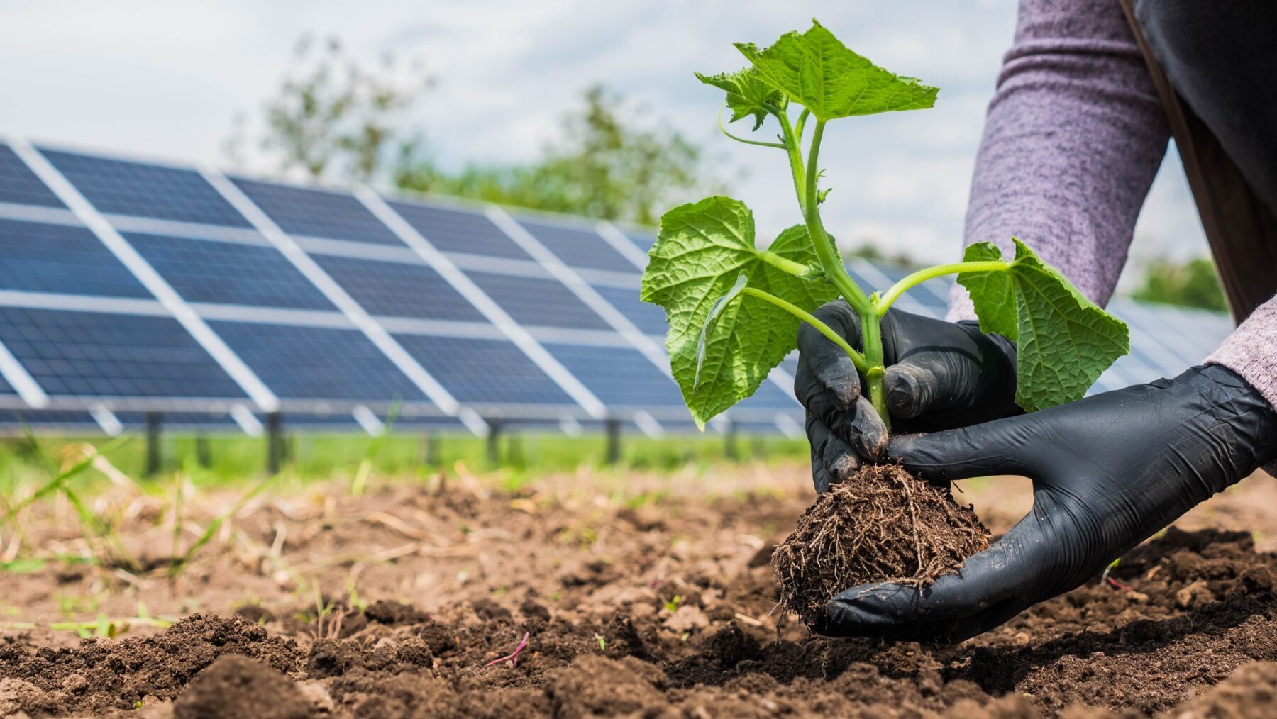Hands holding a seedling near solar infrastructure