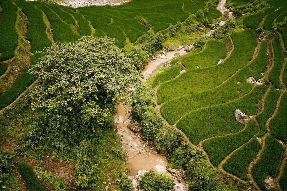 Aerial view across a rice paddy field