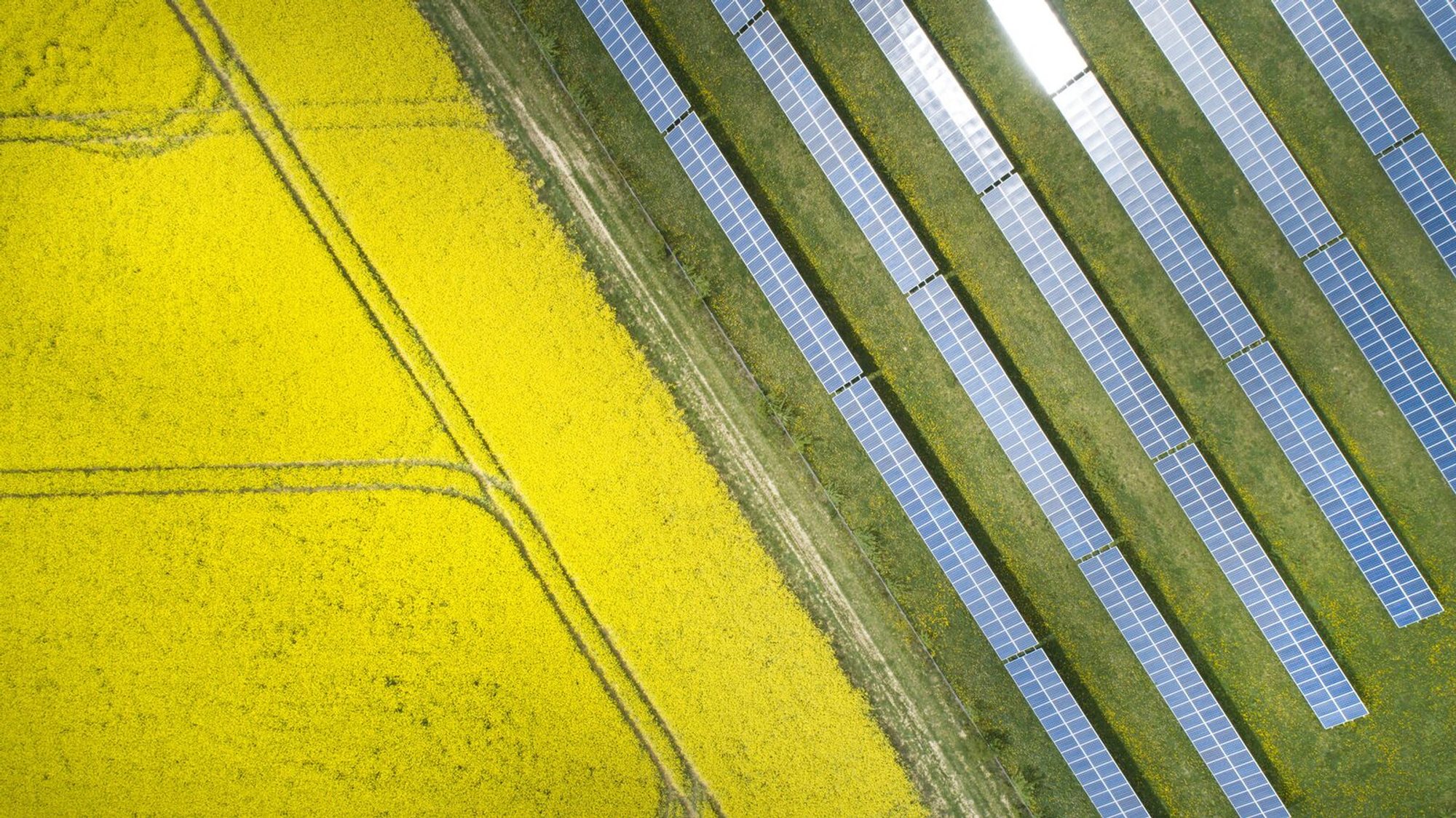 Solar panels running alongside a yellow field