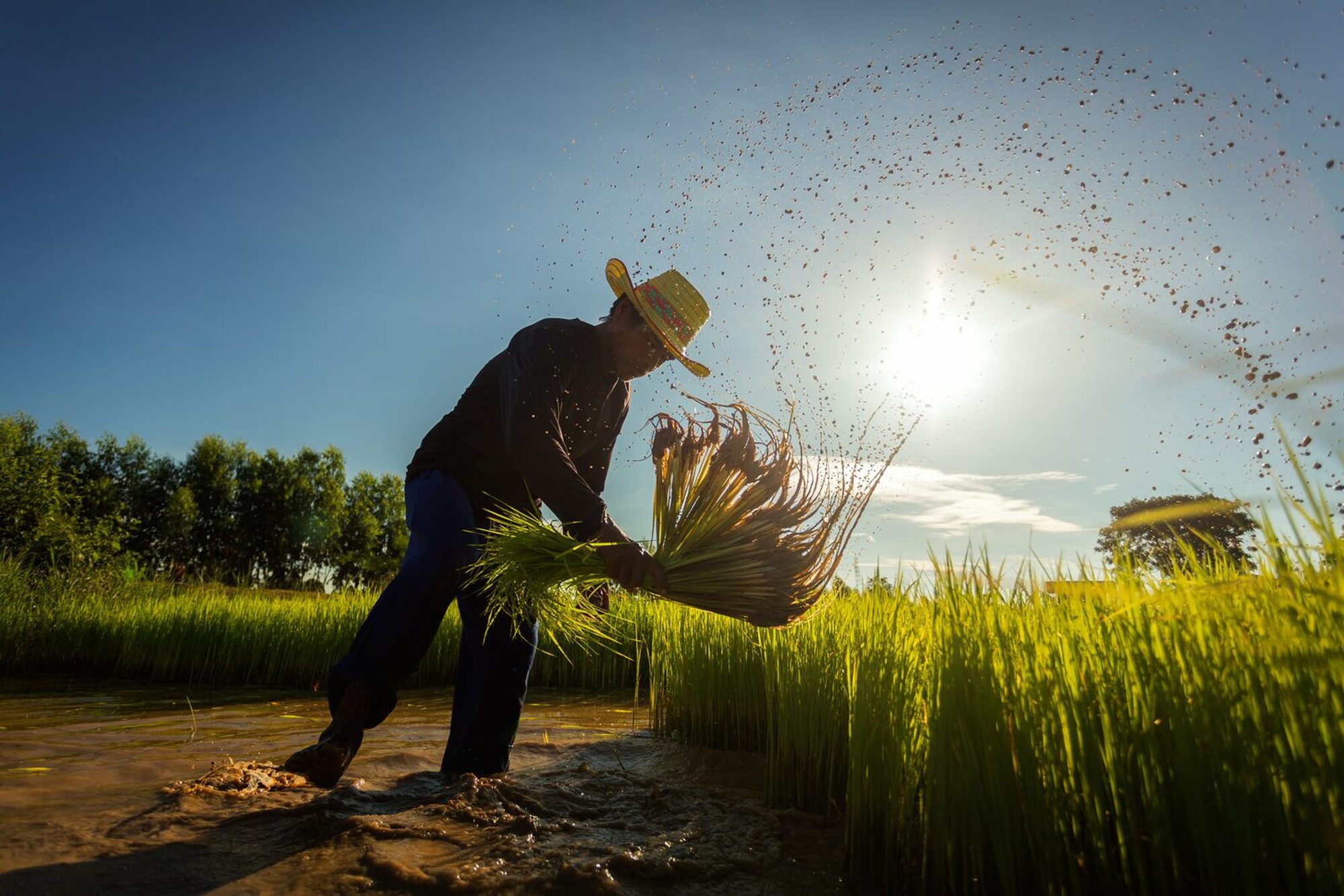 Farmer planting rice in a wet field