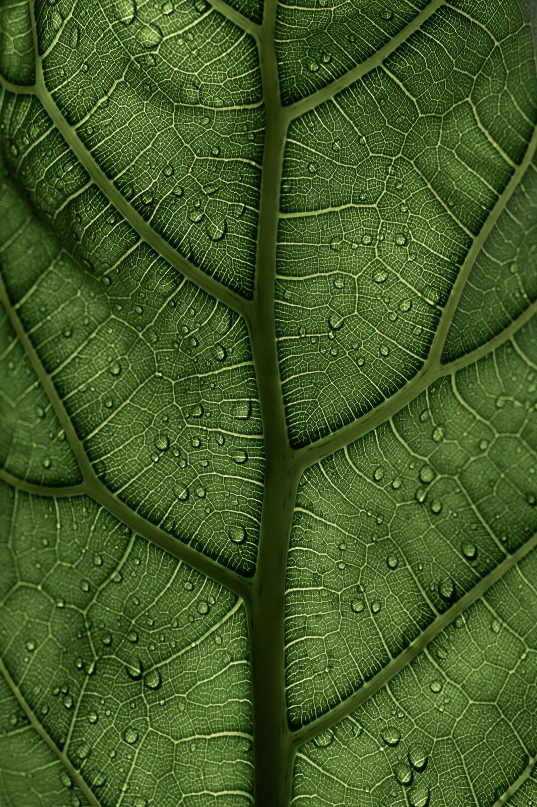 Close view of a leaf texture