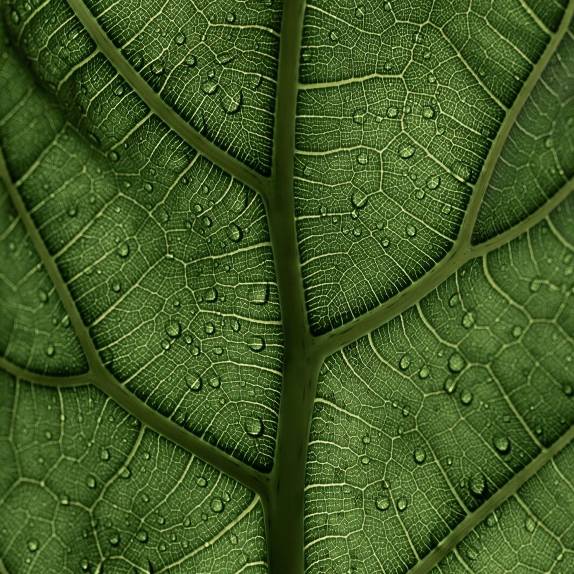 Close view of a leaf texture
