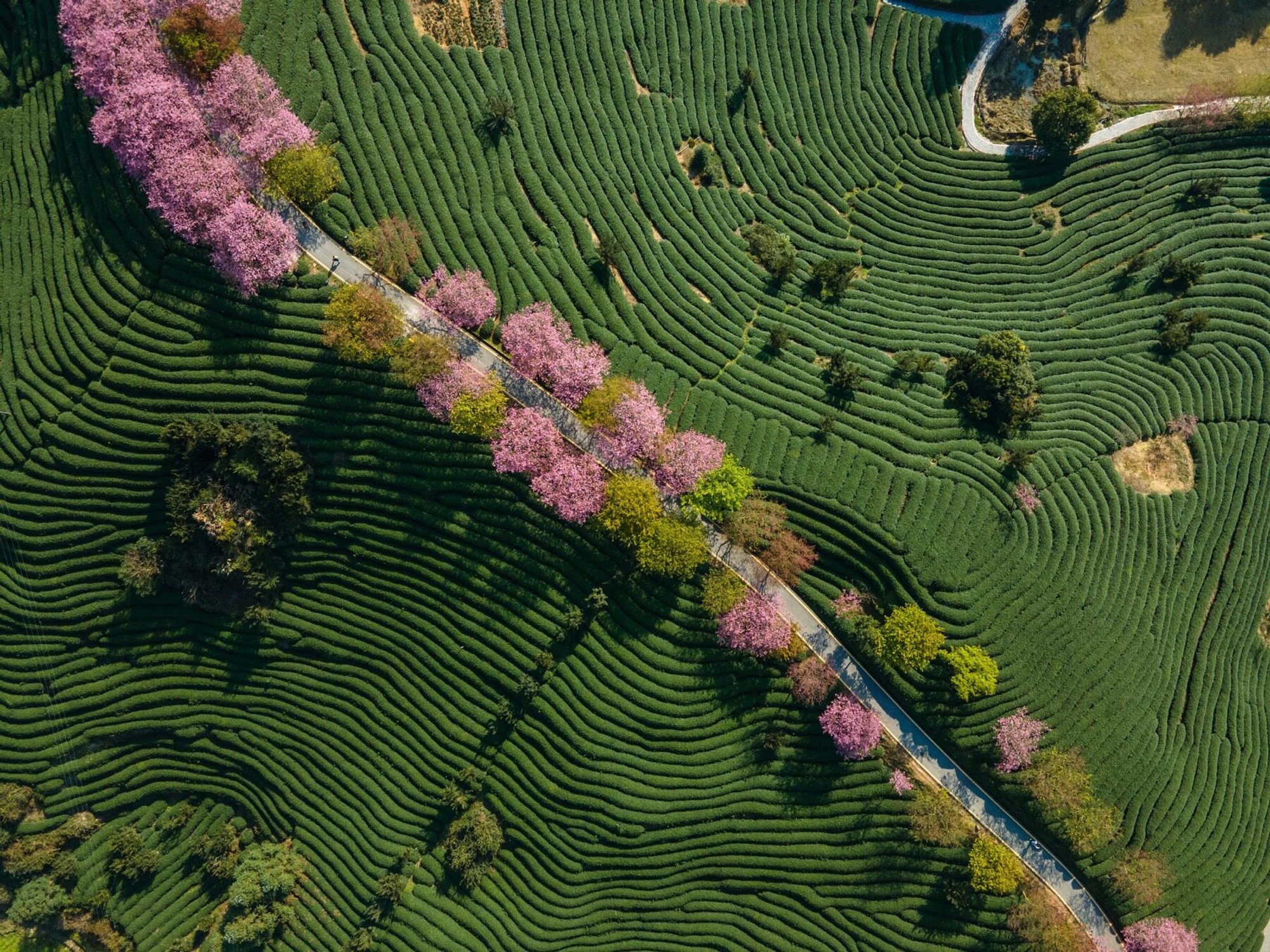 Tea blossoms and contour-like field texture