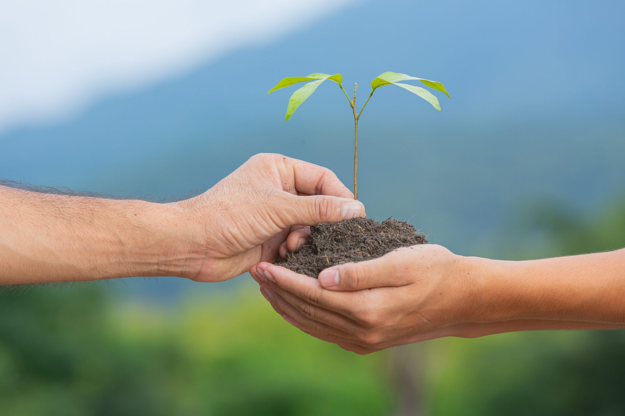 Close up of hands holding soil and small plant