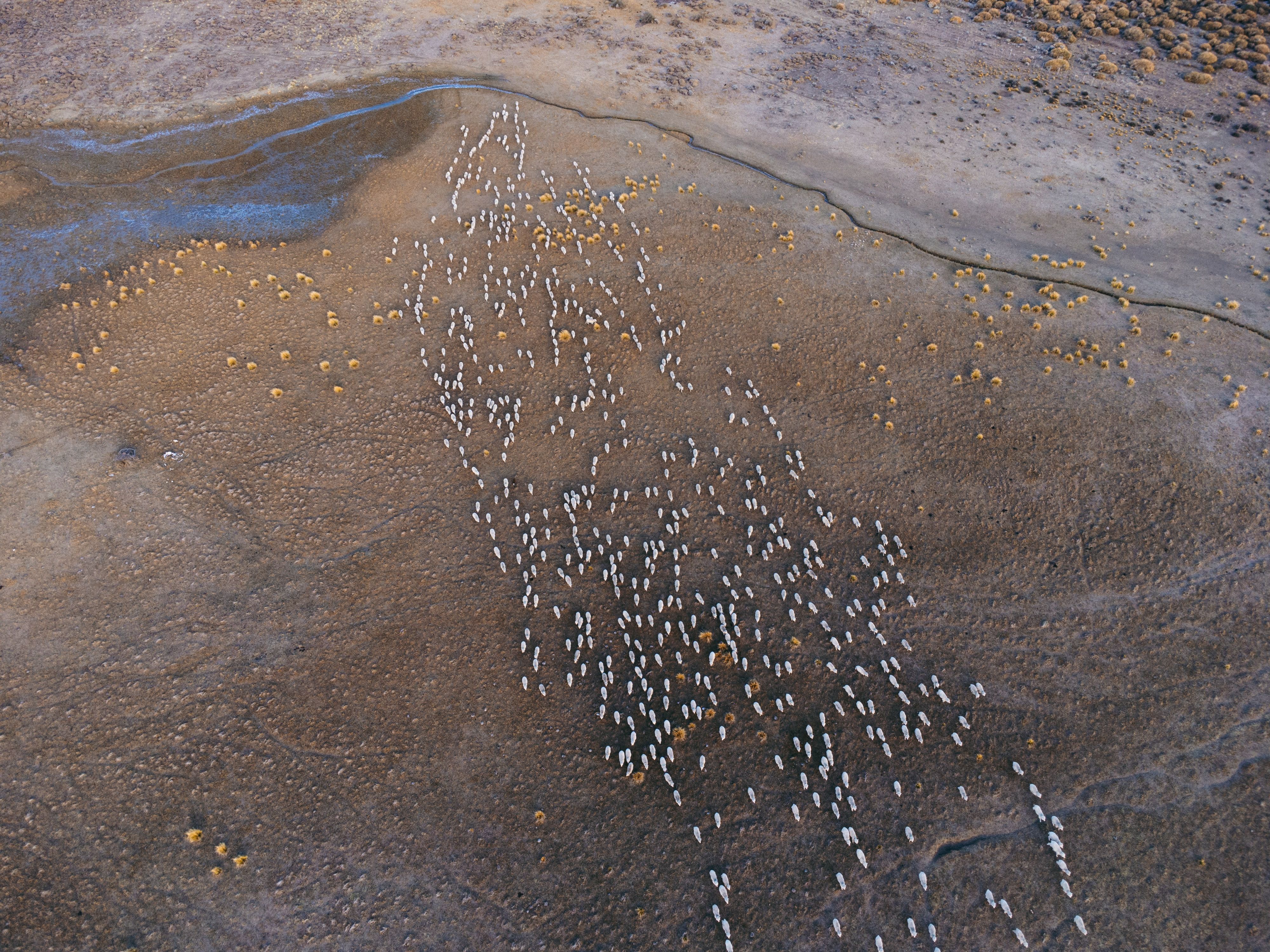 Running sheeps