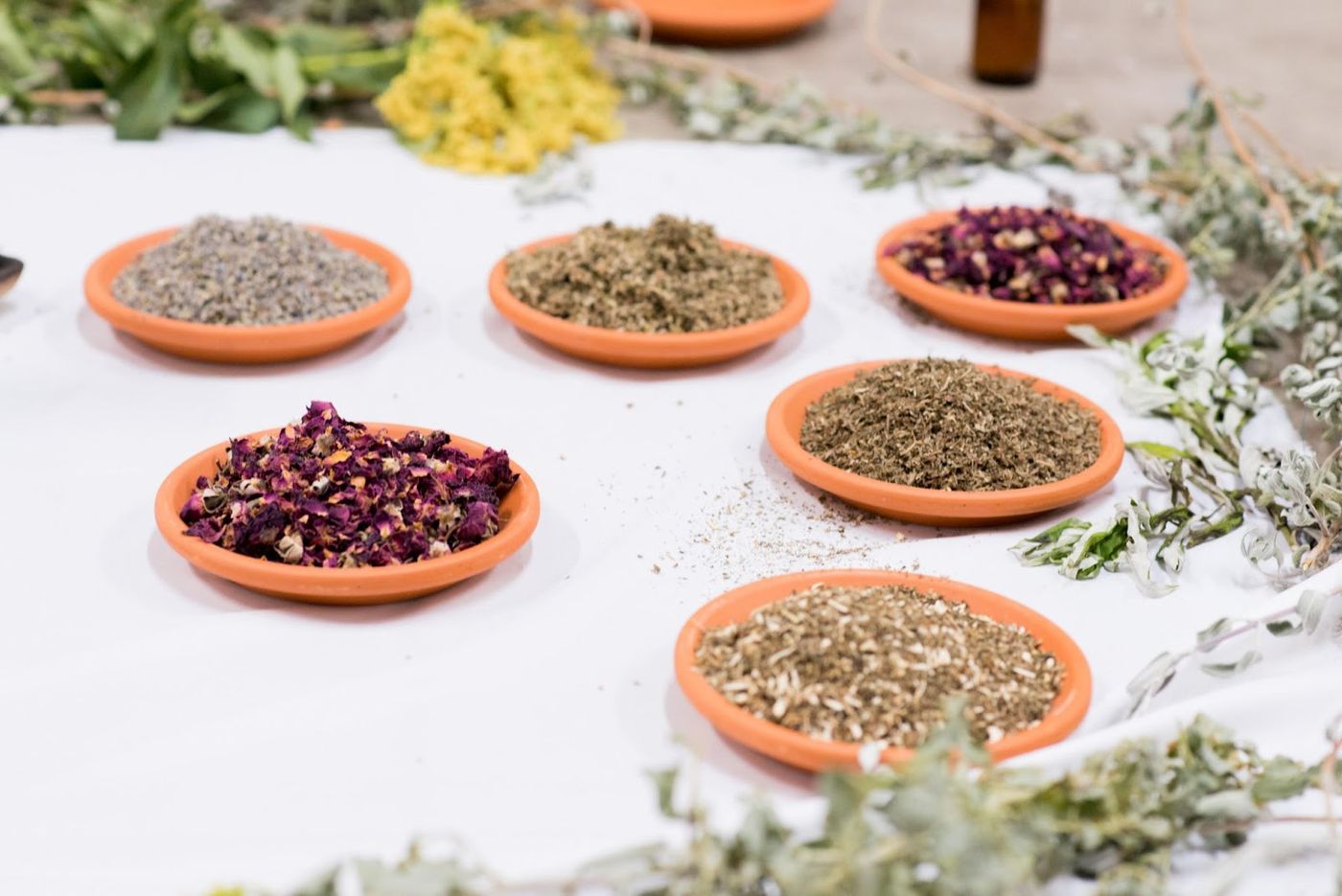 Herbs for Dreams Plant Medicine and Shifting Worldscapes Abrons Arts