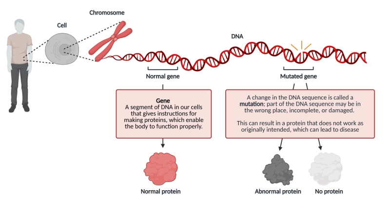 Educational diagram showing the relationship between human cells, chromosomes, DNA, genes, and mutations. The illustration shows a progression from a human figure to a cell to a chromosome to DNA strands. It explains that genes are segments of DNA that provide instructions for making proteins. The diagram highlights the difference between normal genes (which produce normal proteins) and mutated genes (which can result in abnormal proteins or no proteins). Text boxes explain that mutations are changes in DNA sequence that can lead to disease when proteins don't function as intended.