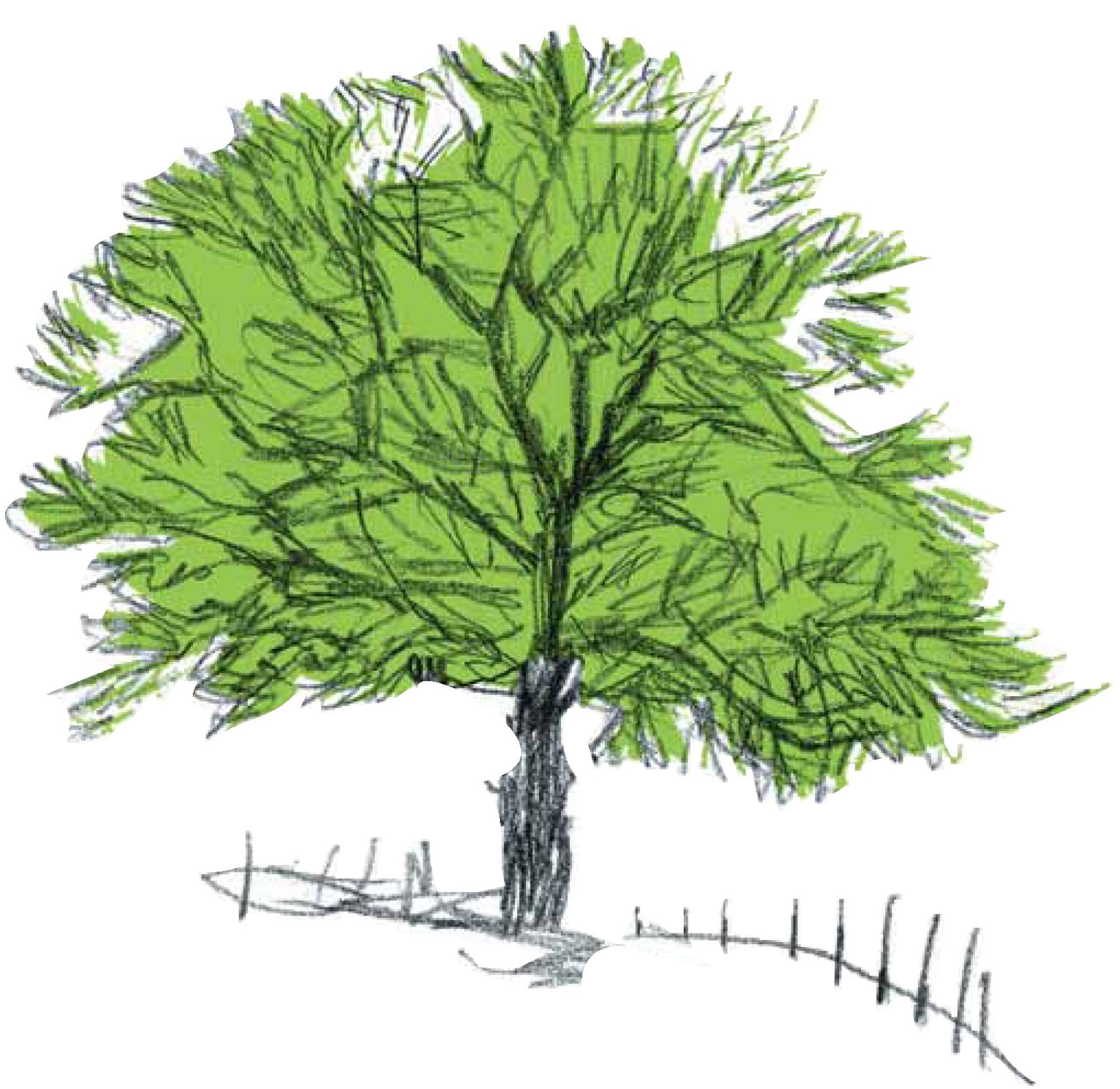 Arbre nos valeurs