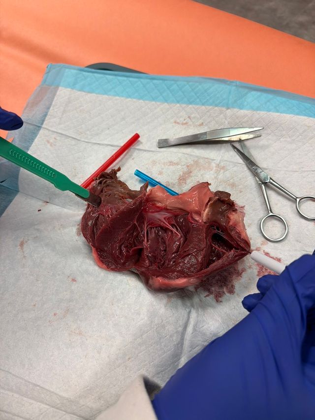 med3