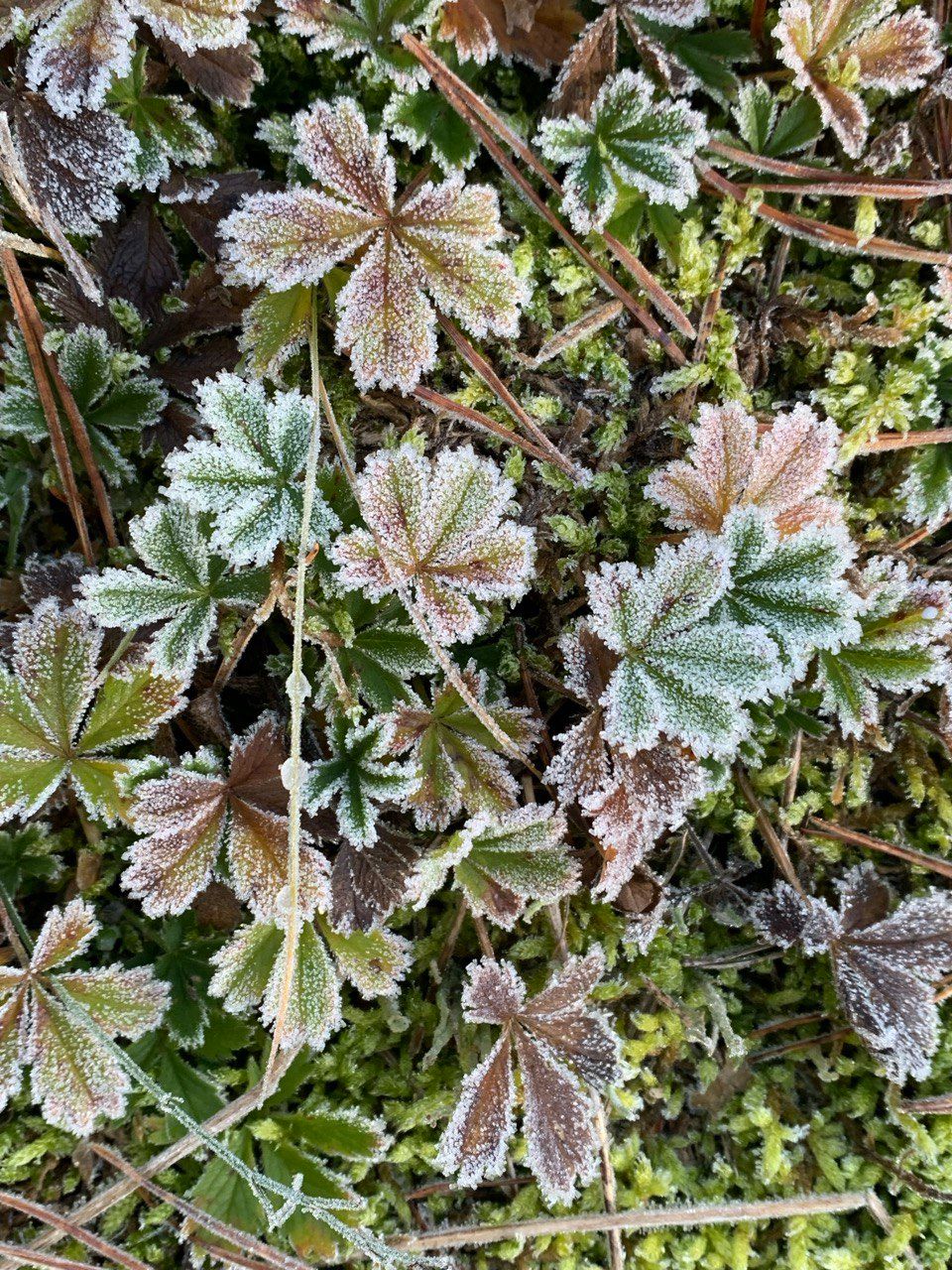 Soft Drive w/ atte pc 27.11.25