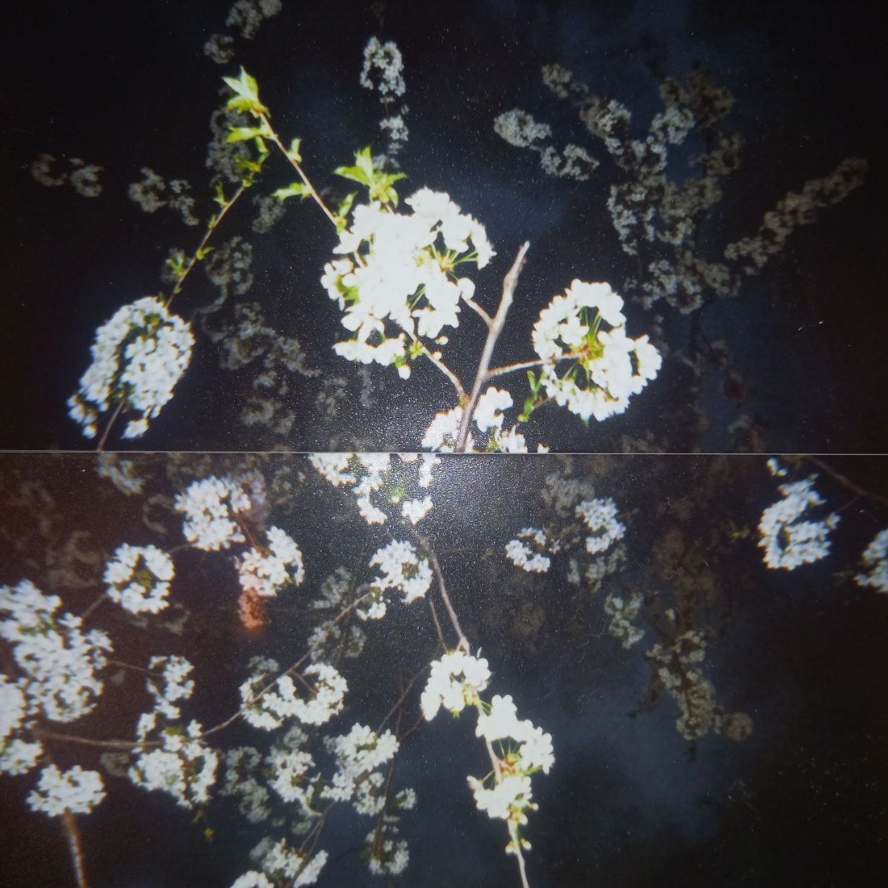 chop shop w/ noodles 08.03.26