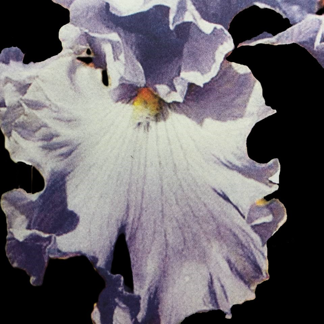 A Bunch Of Flowers 06.11.25