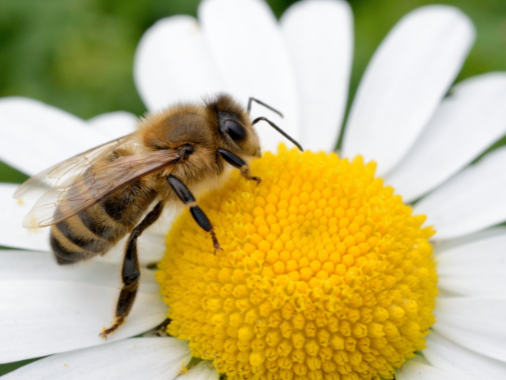 Meet the Greenhillock Bees
