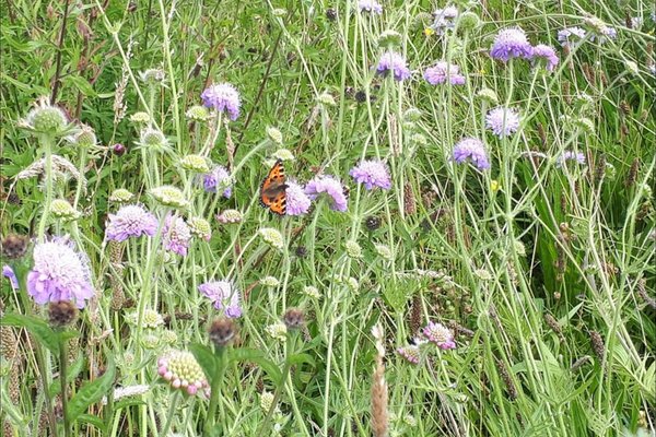 Children exploring nature at Greenhillock