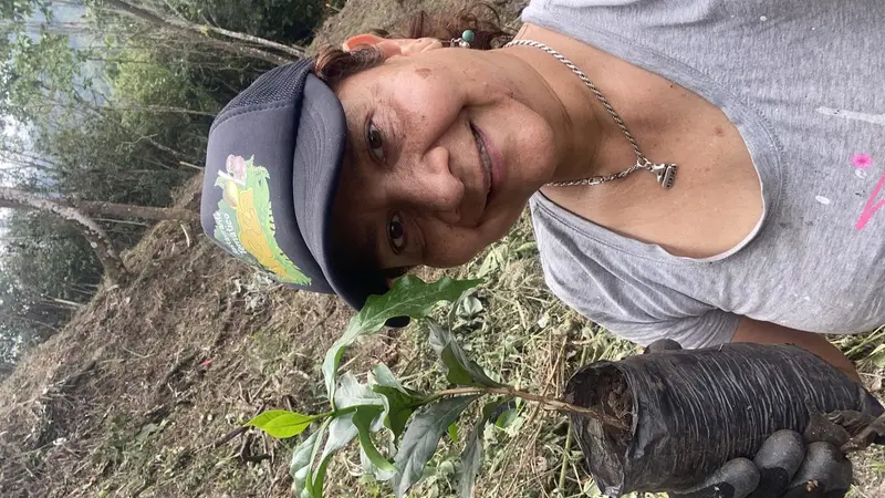 Siembra real de cafetos en Finca Bethel, La Vega