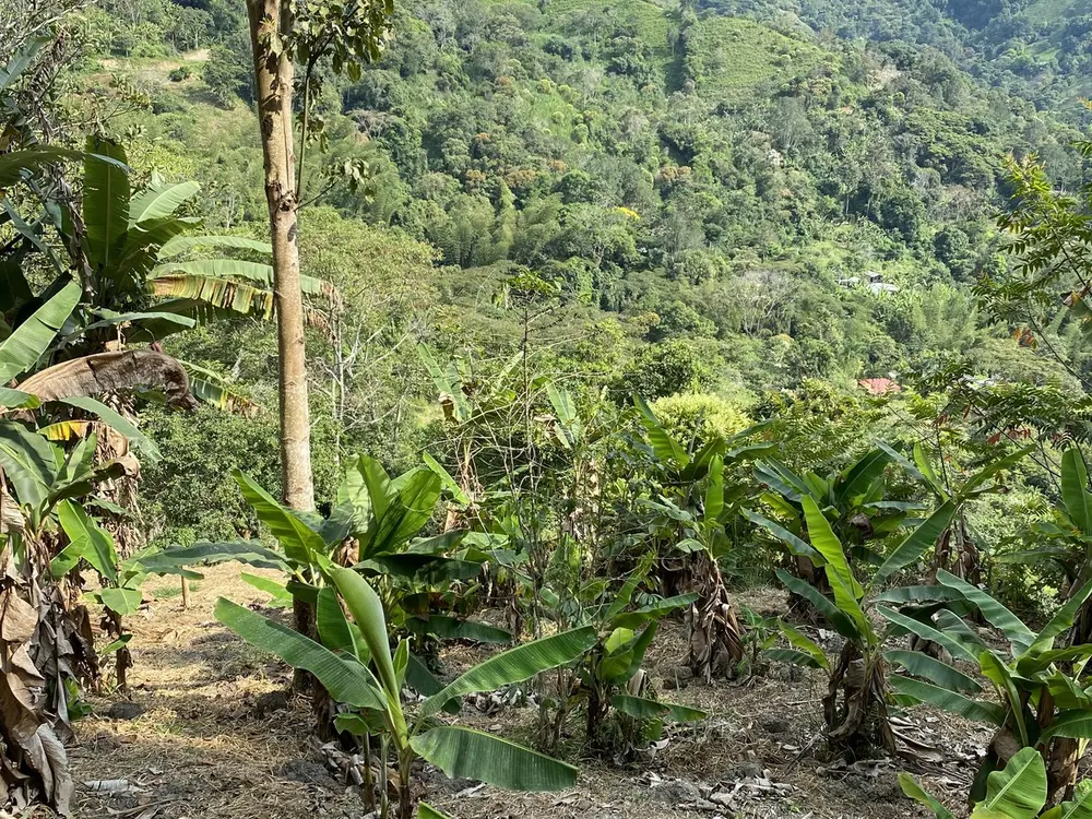 Cafetal agroforestal bajo sombra en las laderas de La Vega