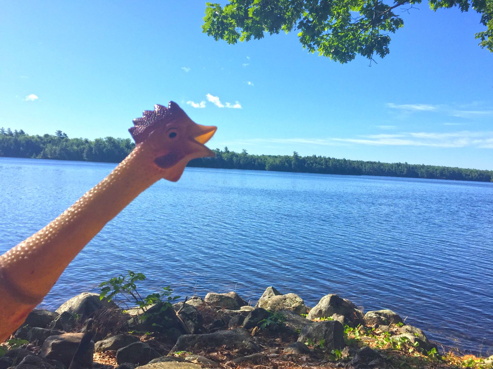 rubber chicken in front of lake landscape outdoors