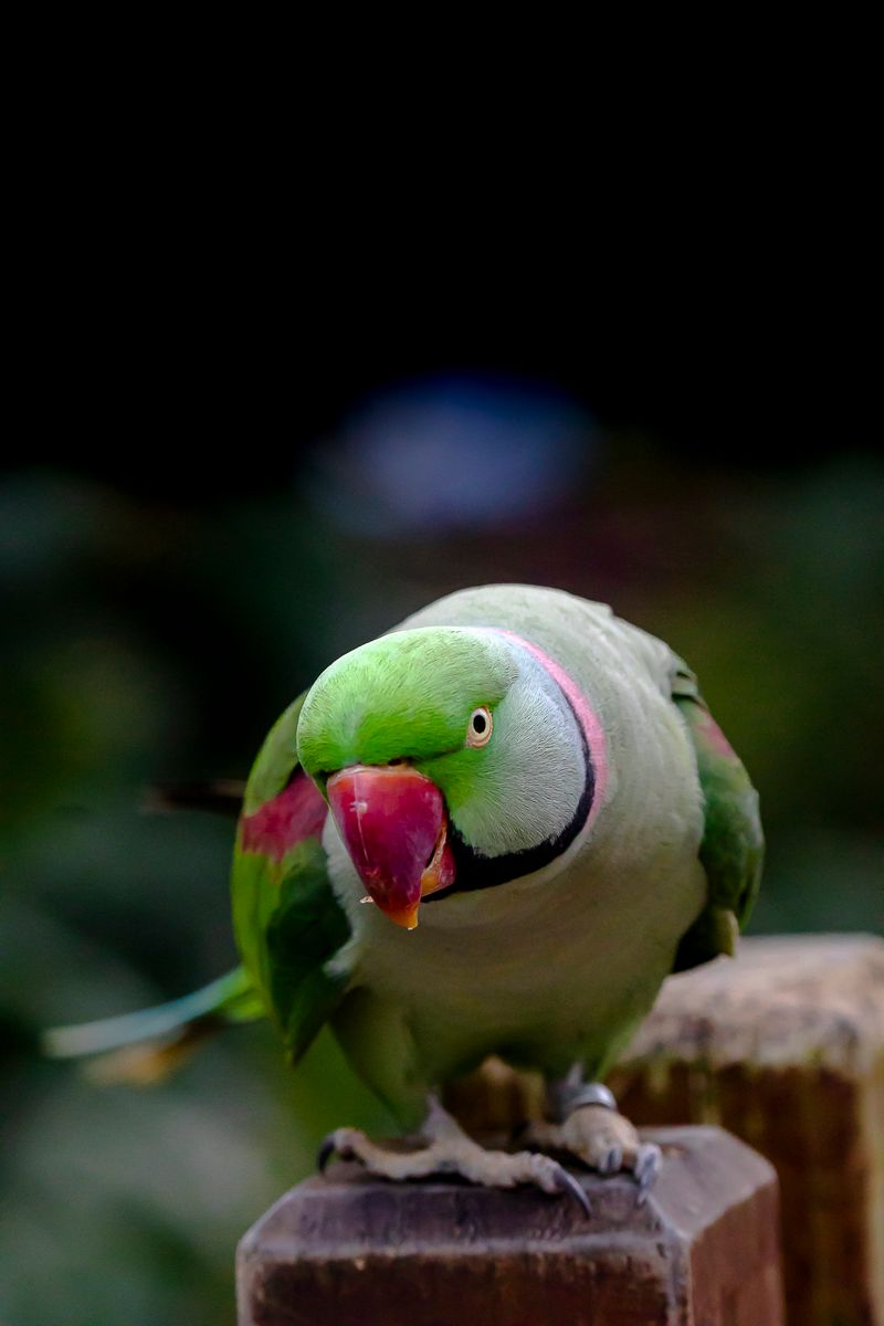 Parrot leaning forward portrait