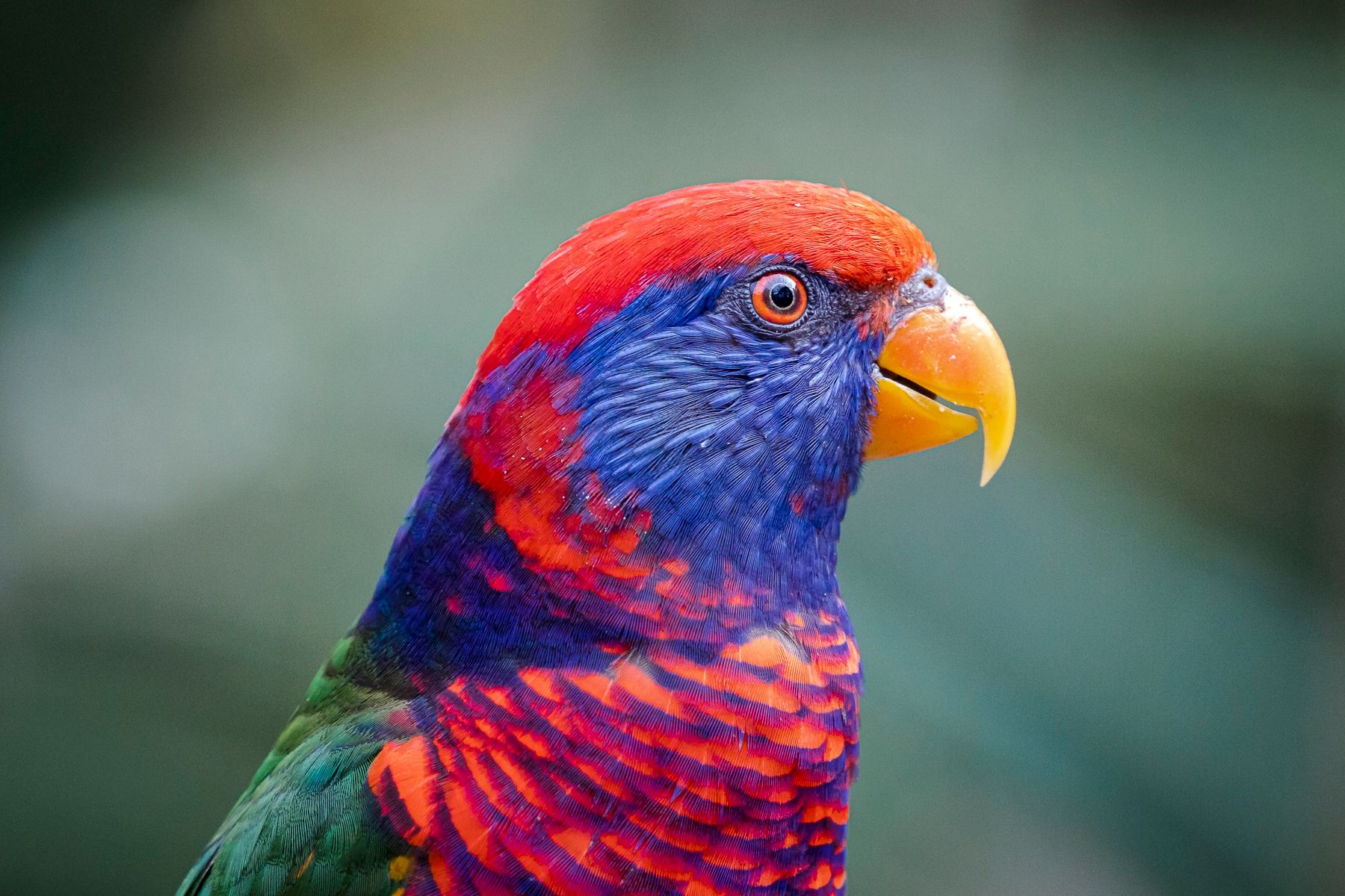 coloured parrot