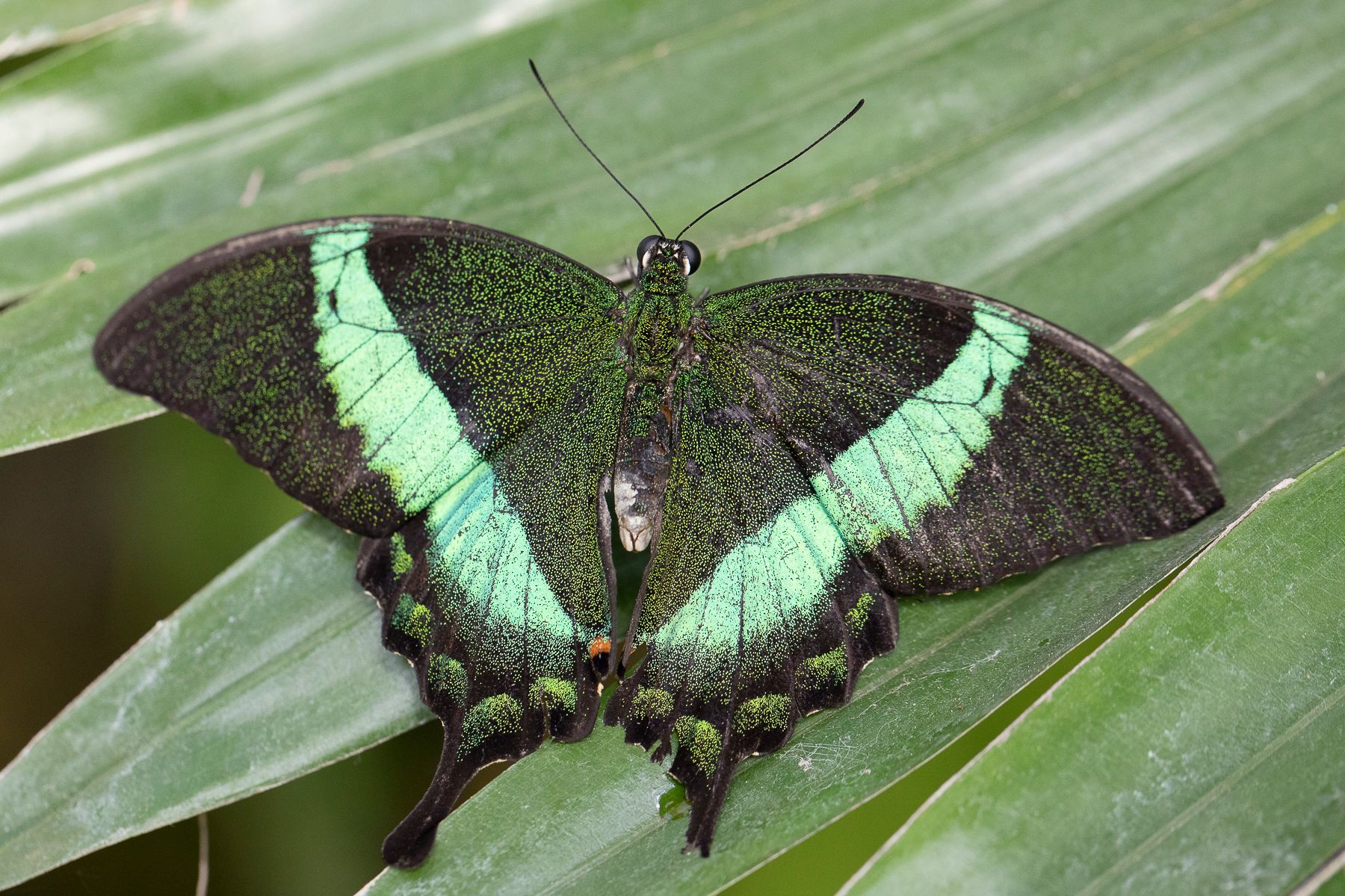Cover image for Butterflies