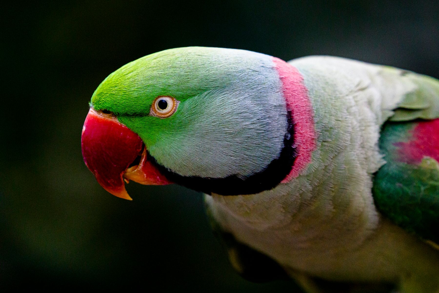 Cover image for Parrots