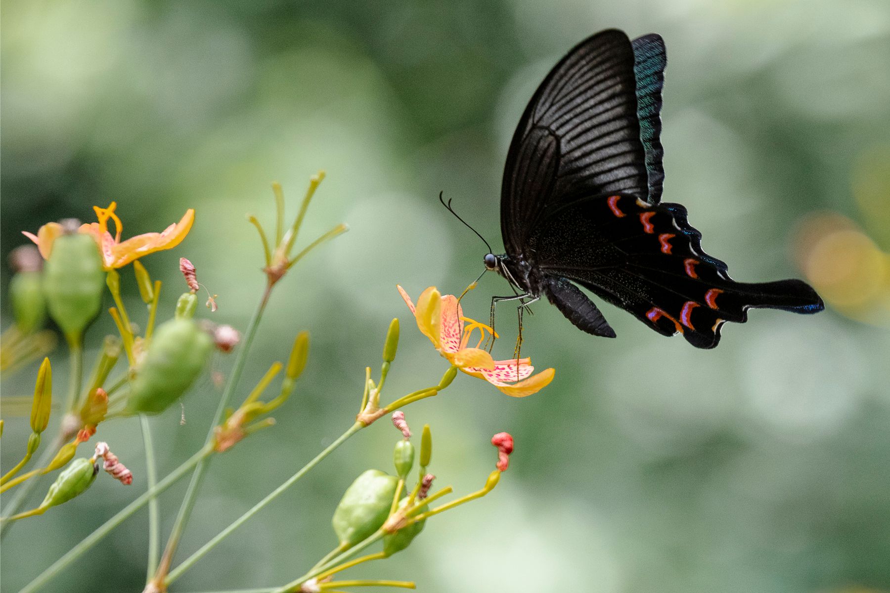 Buttefly resting on a flower