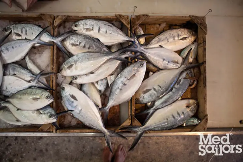 sail-greece-fresh-fish-med-sailors