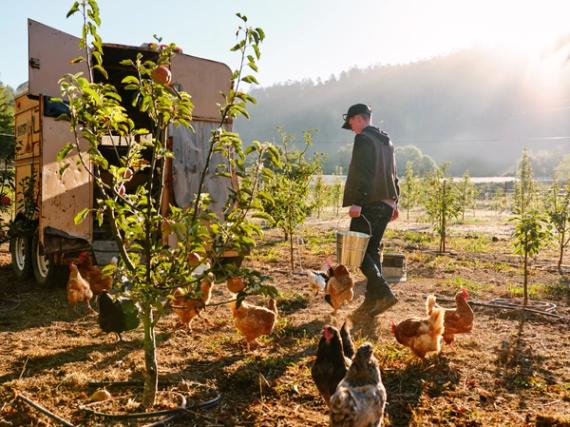 A farmer feeding chickens in an orchard. 