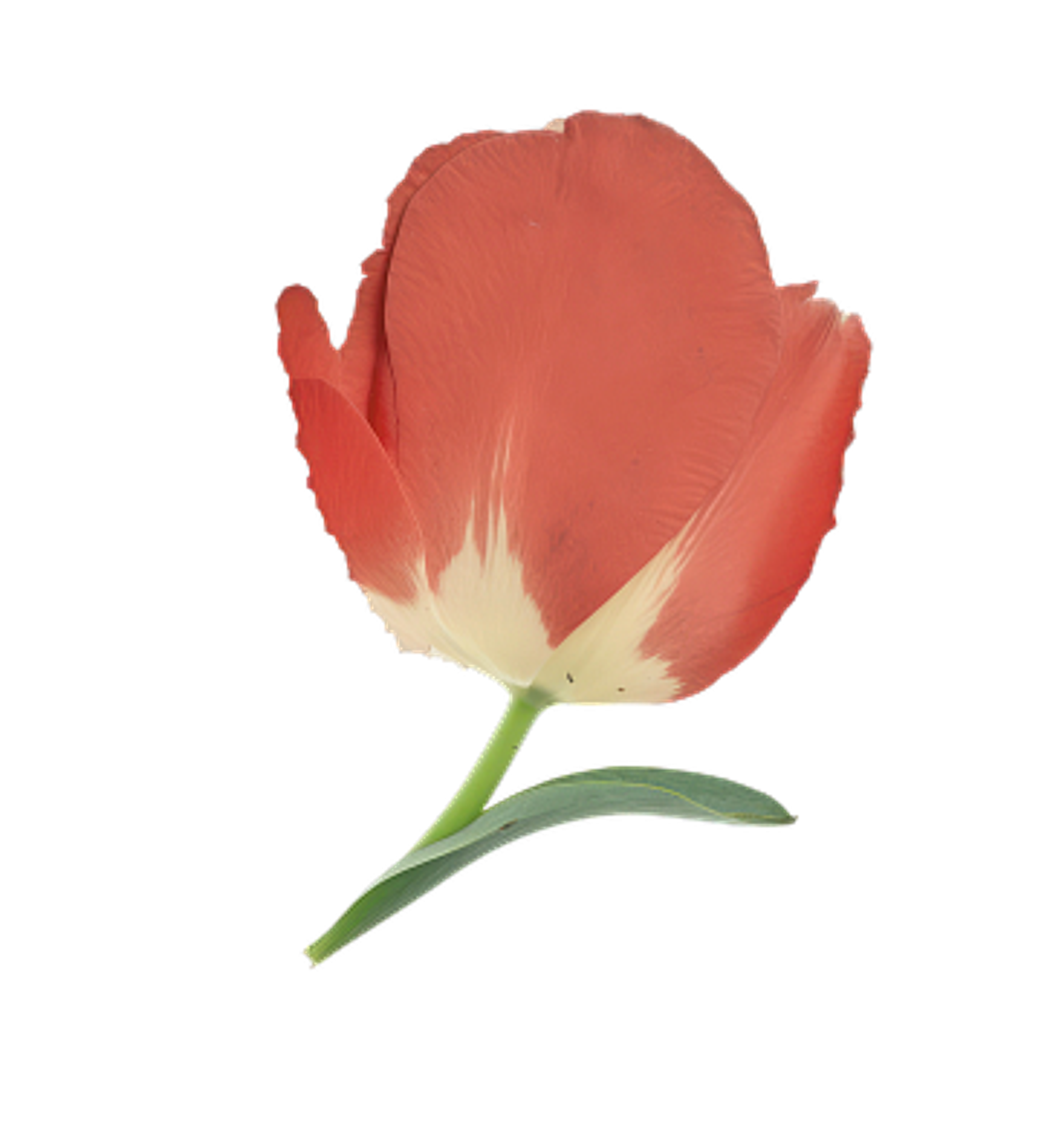 tulip-flower
