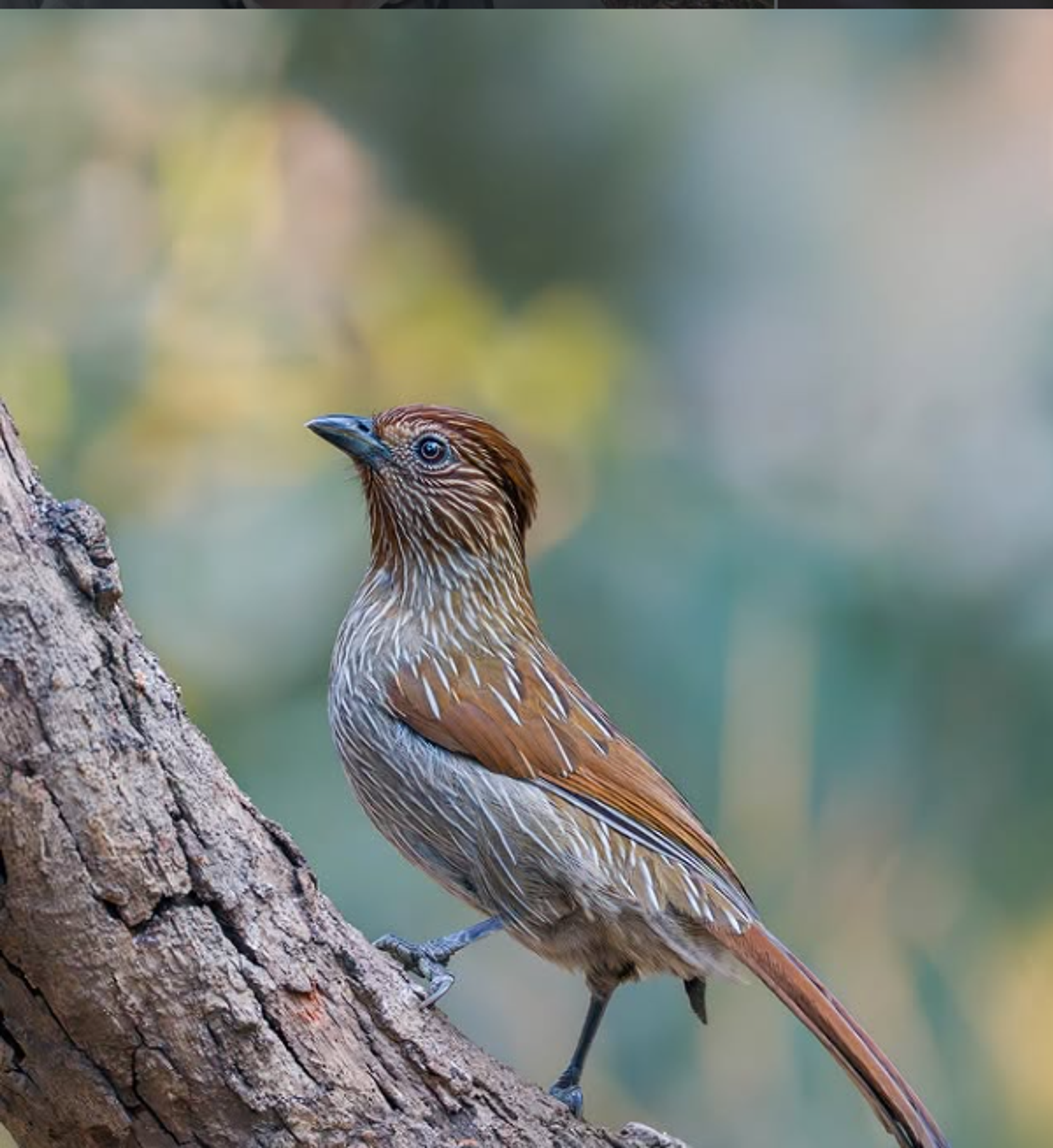 birdwatching tour