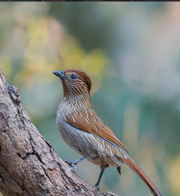 birdwatching tour