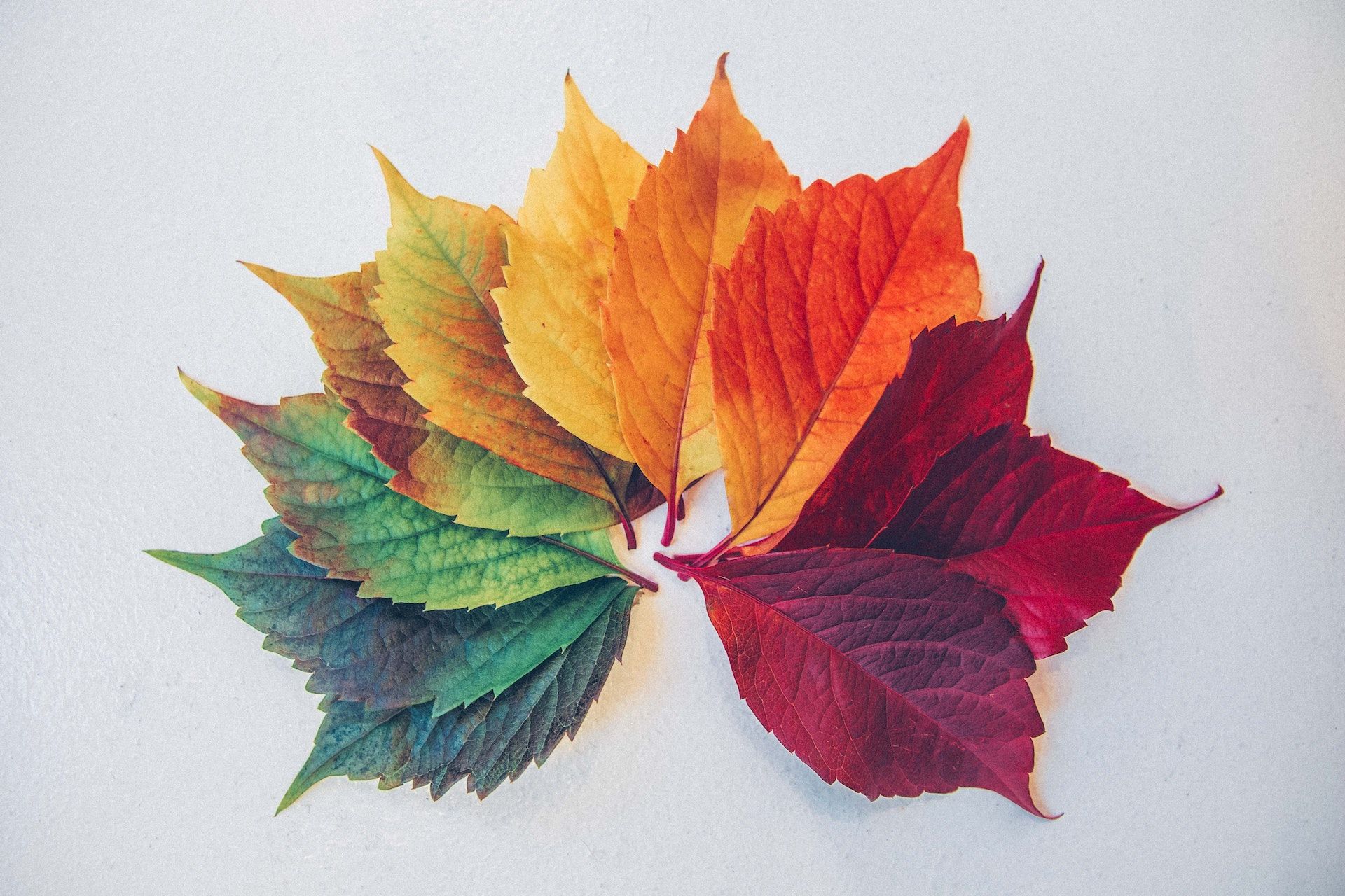 Leaf