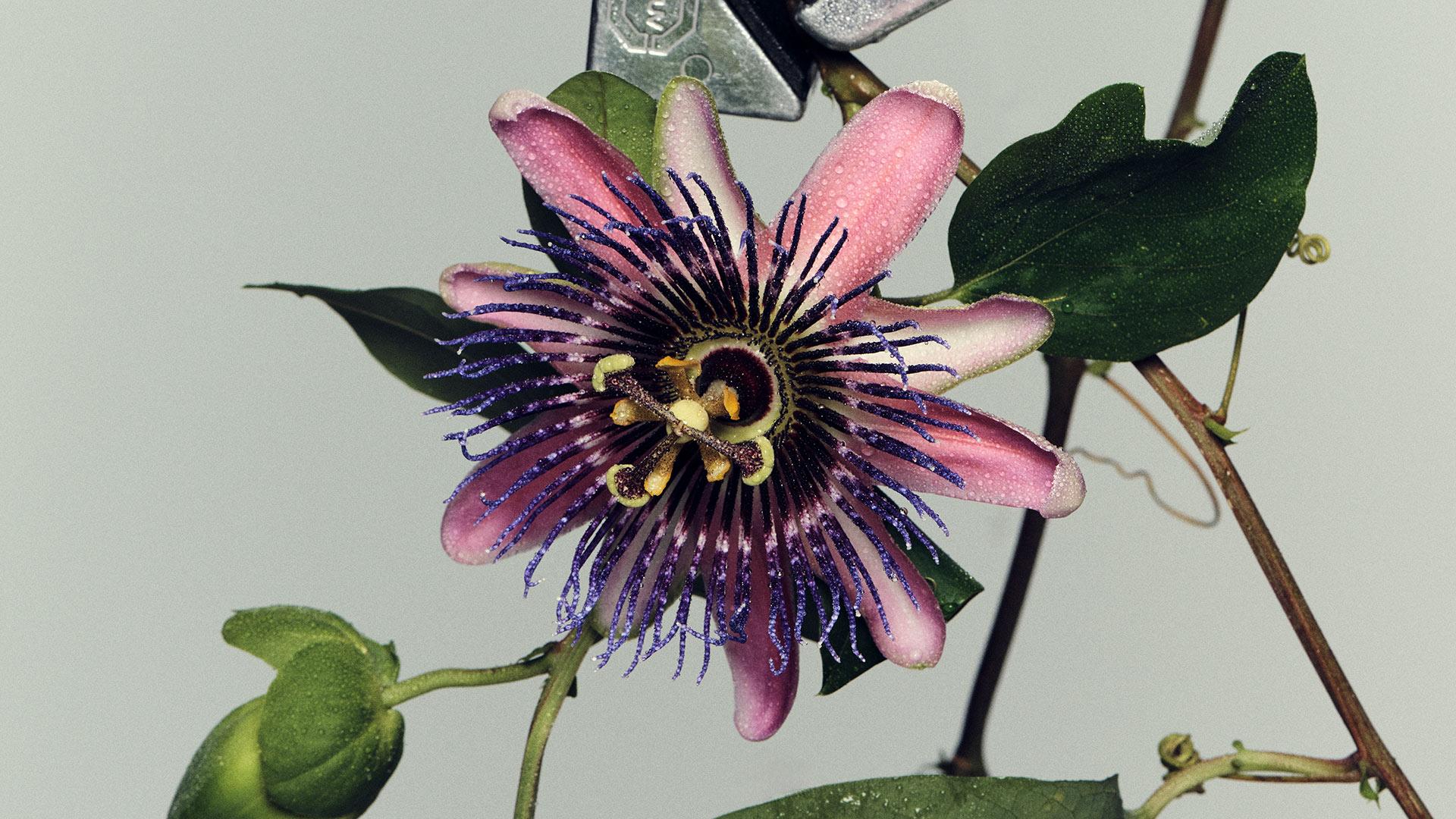 Close up image of a Harklinikken ingredient purple passionfruit flower extract help up by a metal clamp