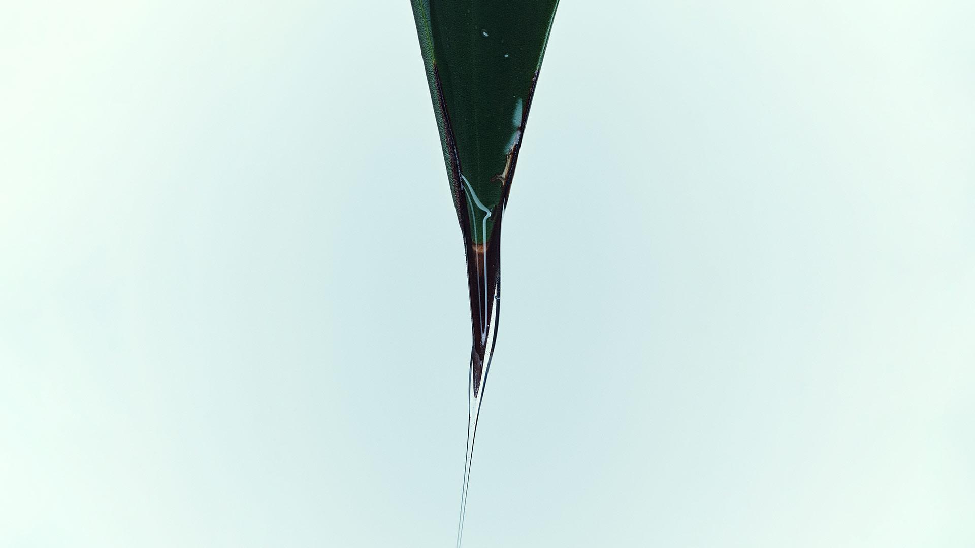 Partial image of water being poured over the tip of a leaf facing down