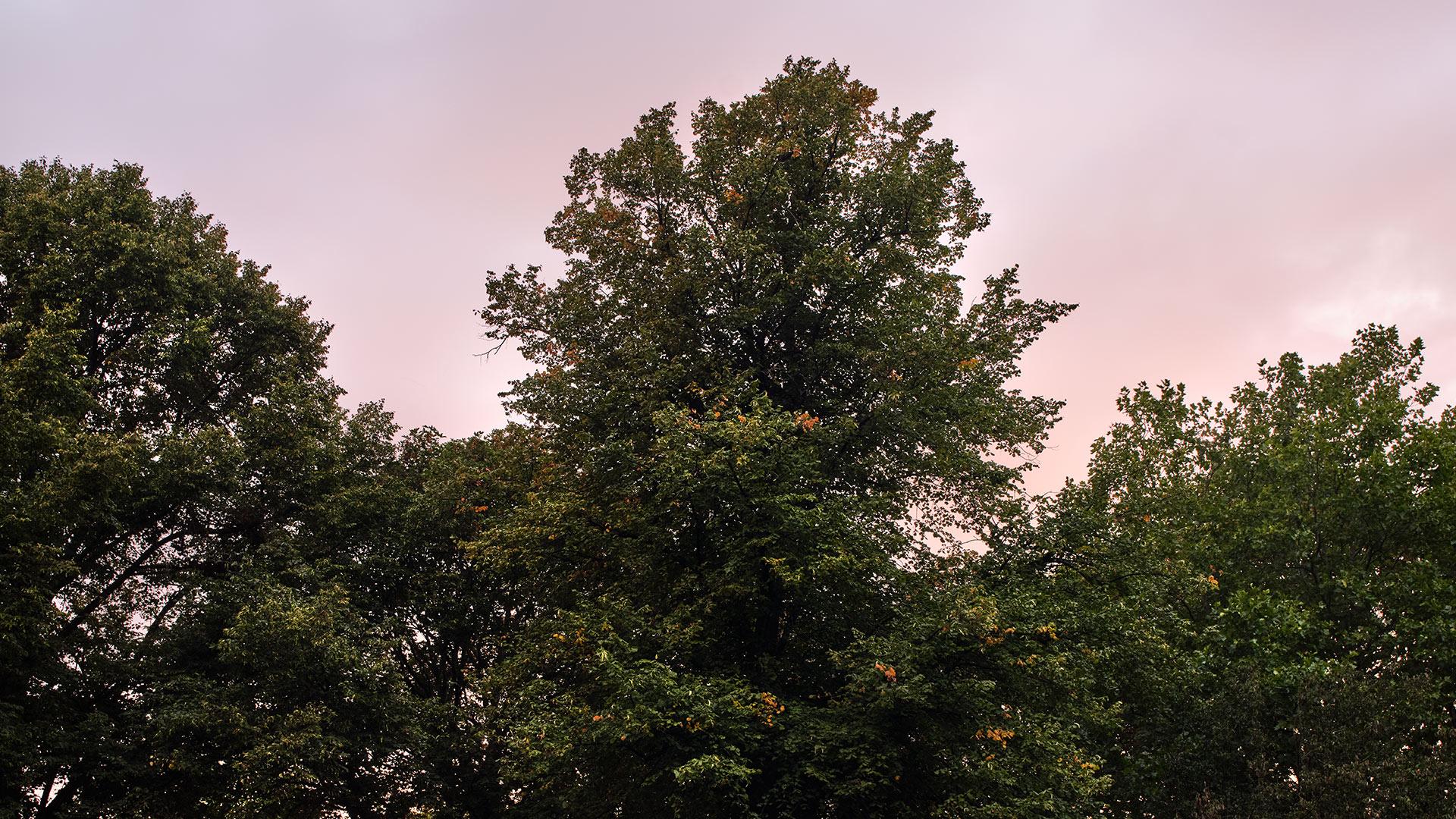 Partial image of the top of several green forest trees with a pink sky